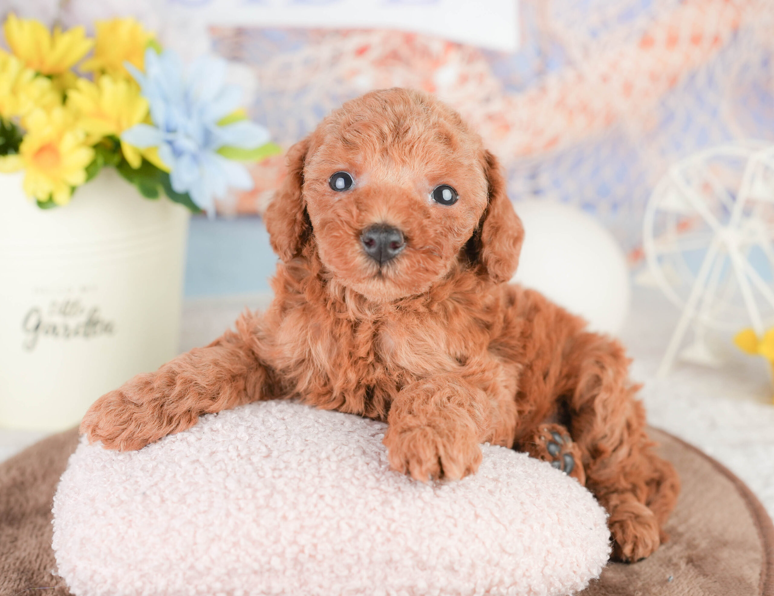 トイ・プードル | 男の子 | レッド | 2026年1月16日