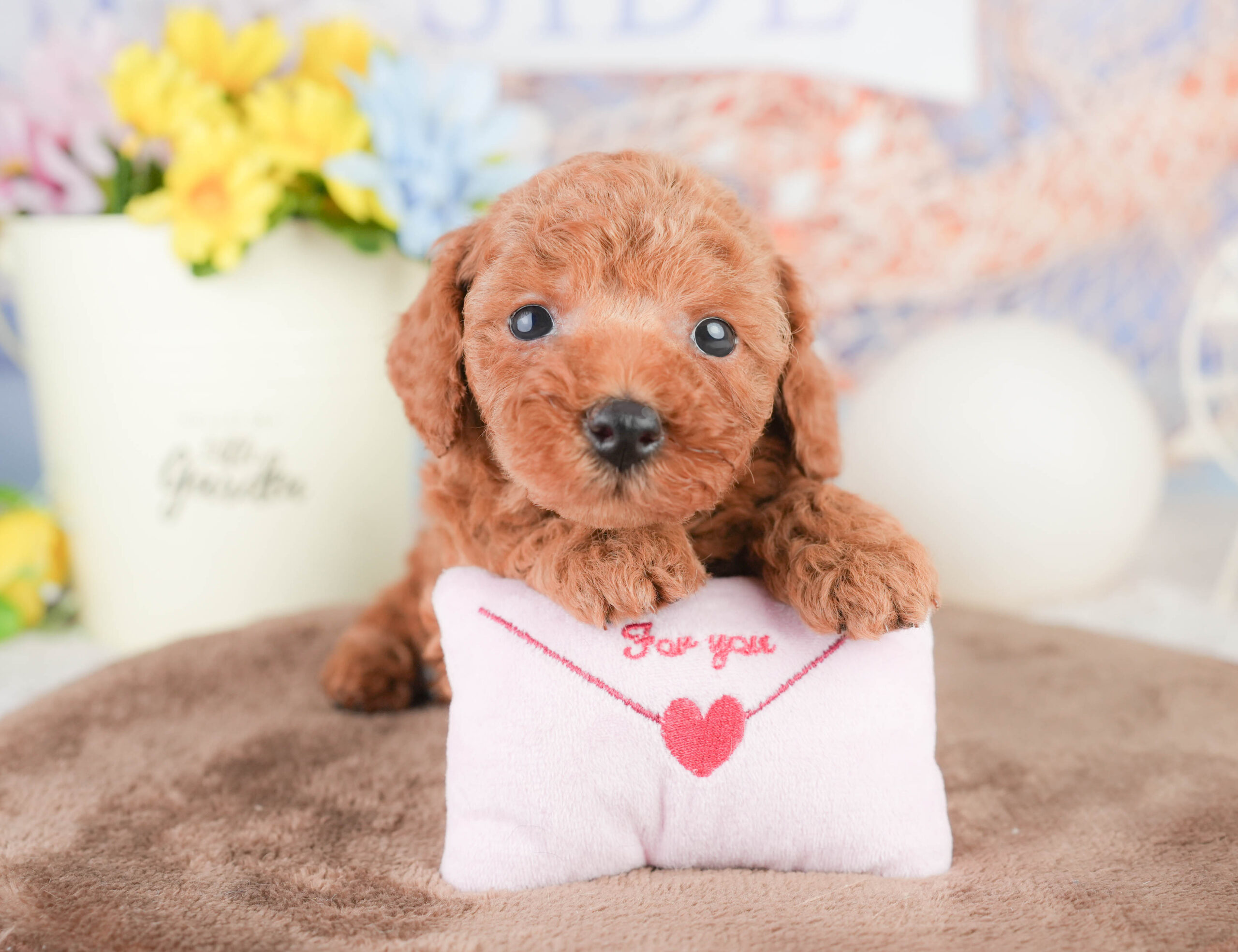 トイ・プードル | 男の子 | レッド | 2026年1月16日