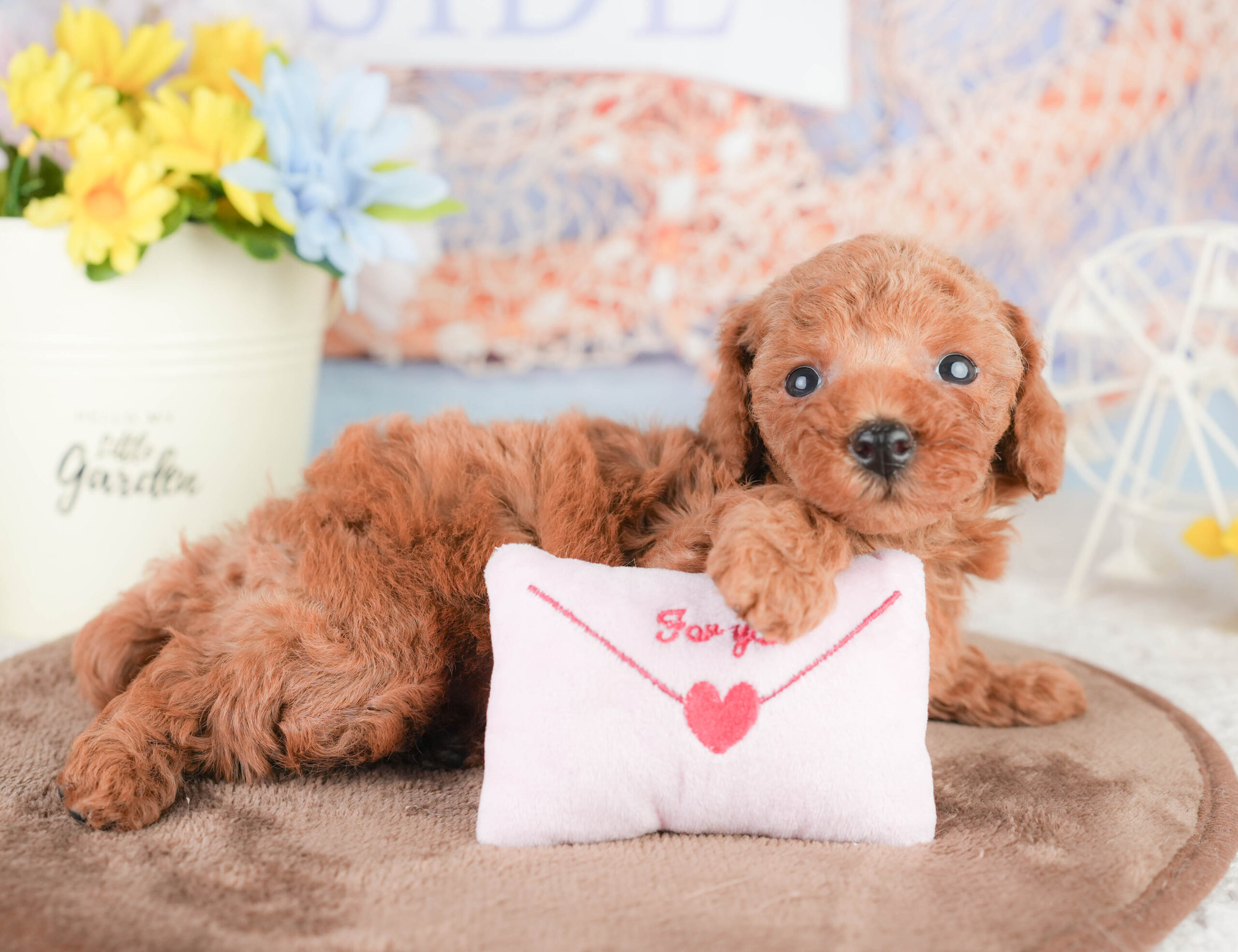 トイ・プードル | 男の子 | レッド | 2026年1月16日