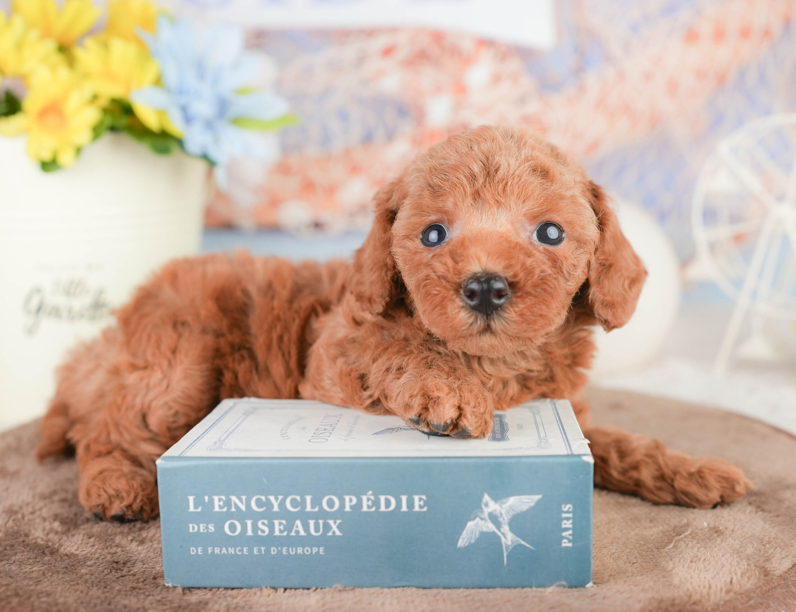 トイ・プードル | 男の子 | レッド | 2026年1月16日