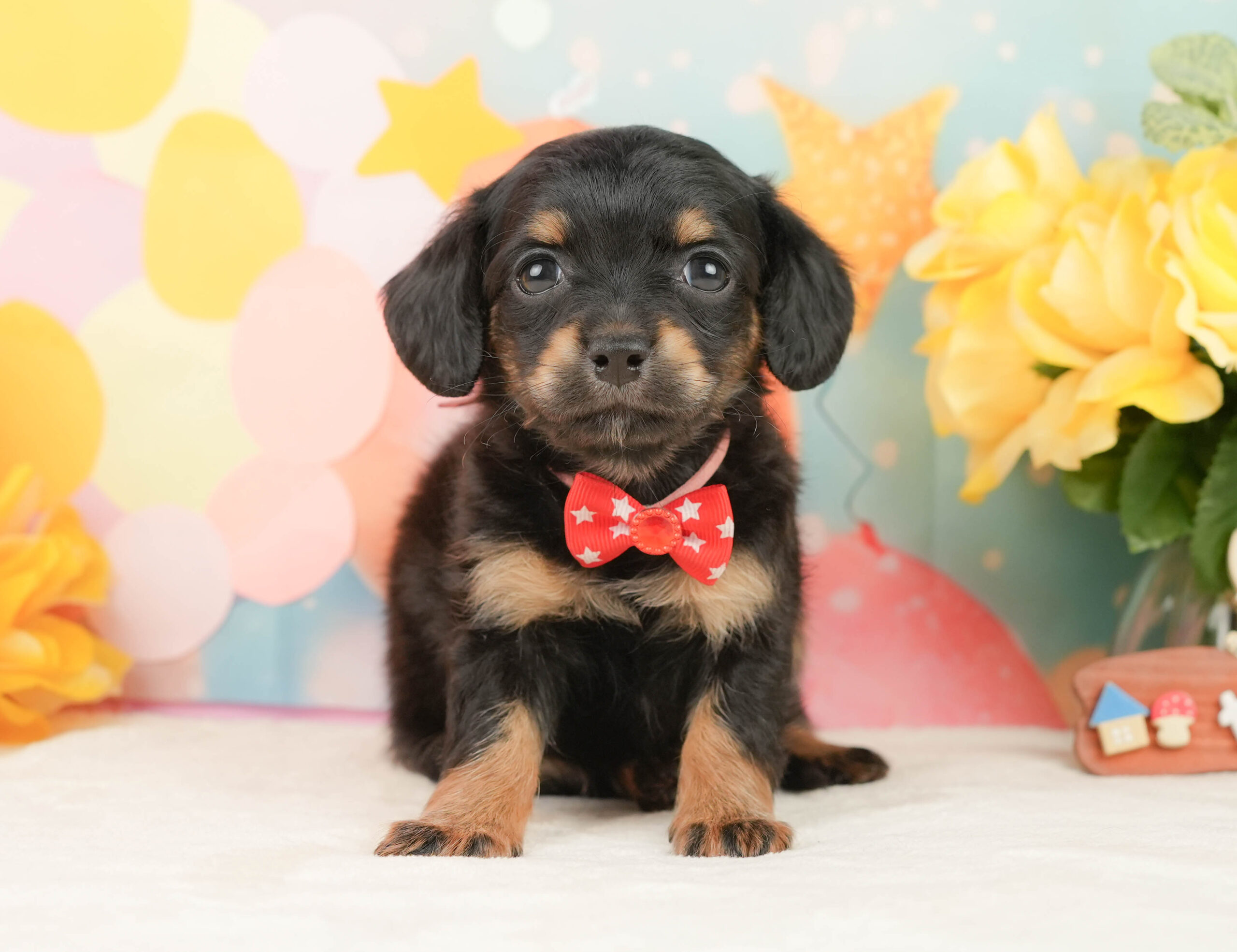 チワックス | 女の子 | ブラックタン | 2026年1月16日