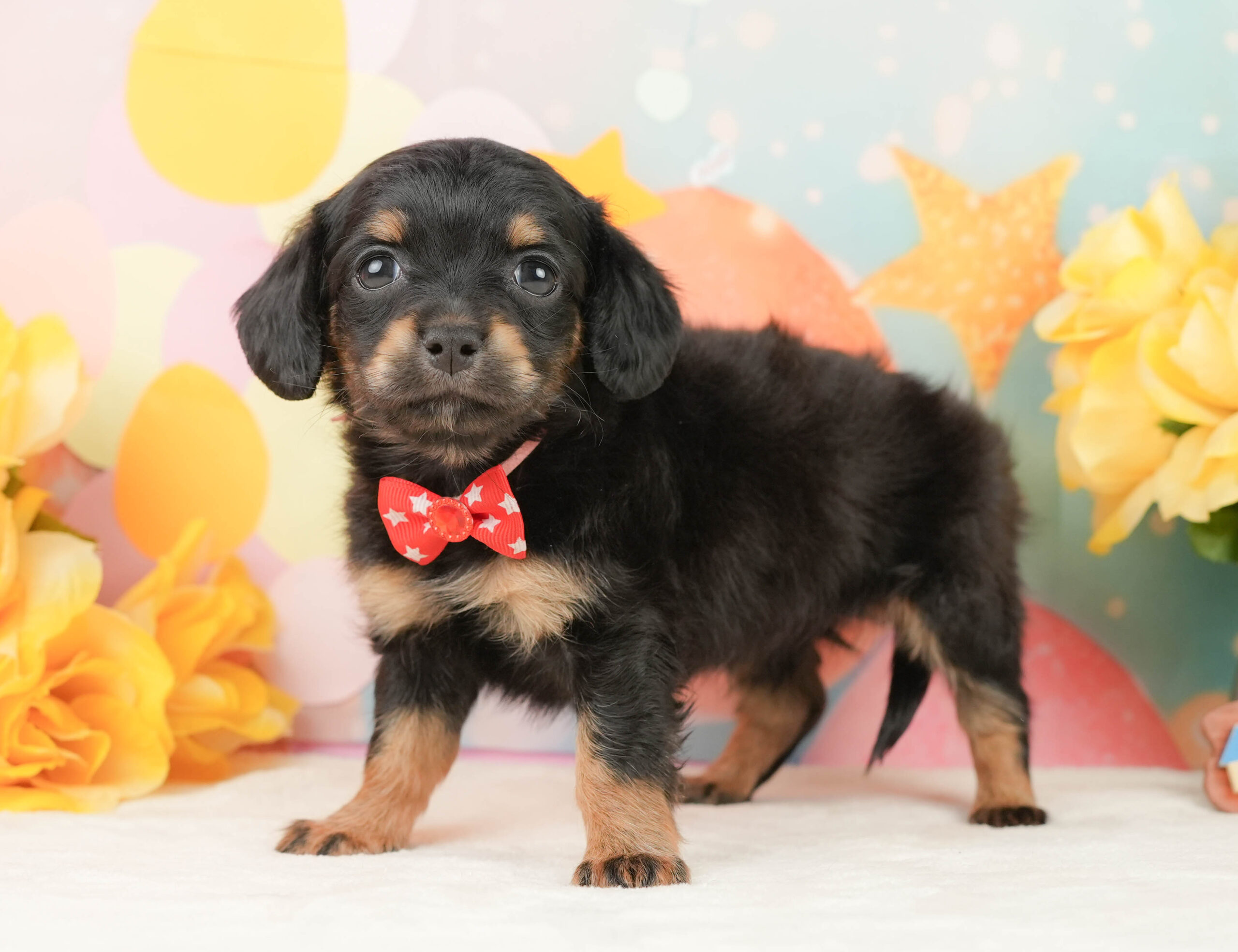 チワックス | 女の子 | ブラックタン | 2026年1月16日