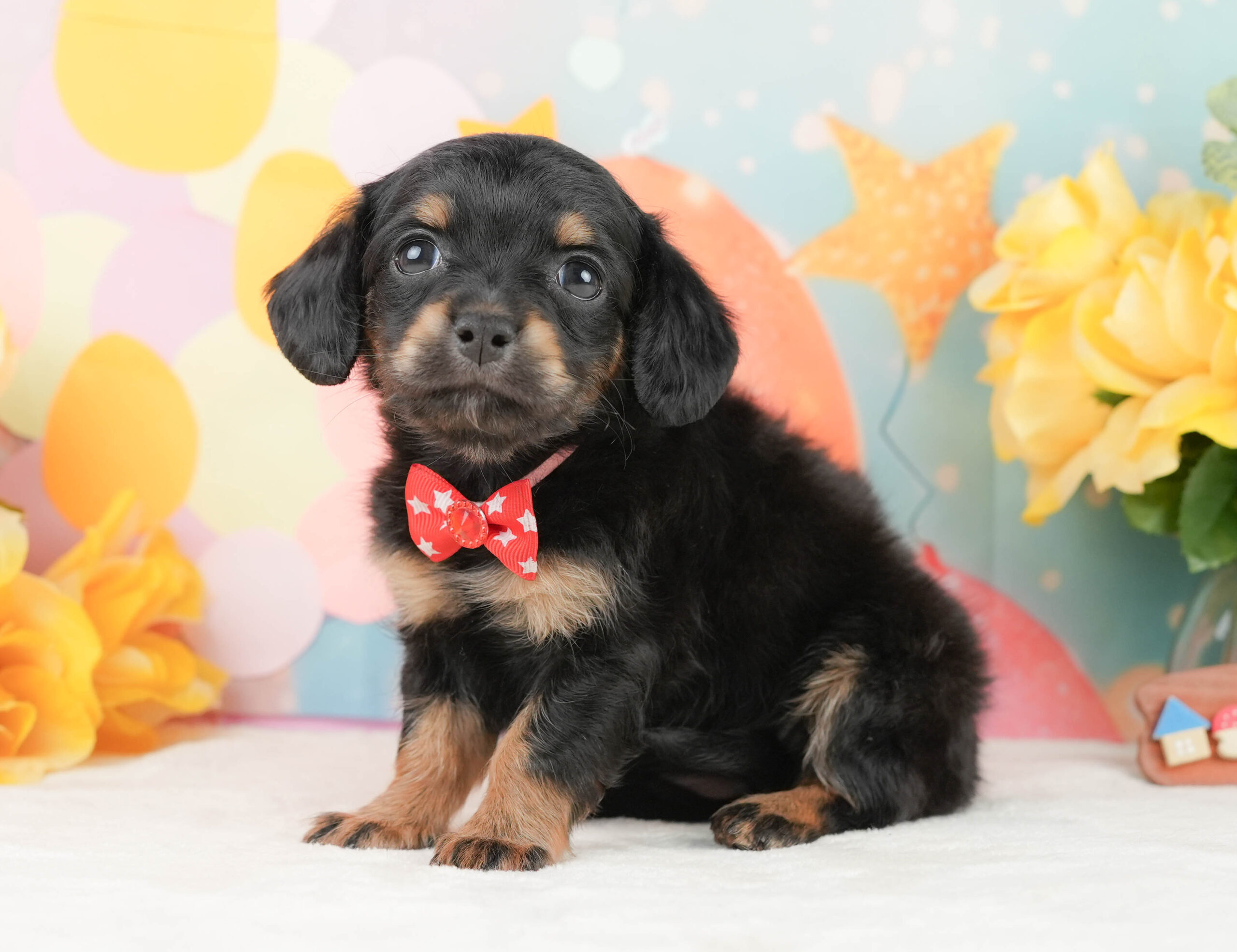 チワックス | 女の子 | ブラックタン | 2026年1月16日