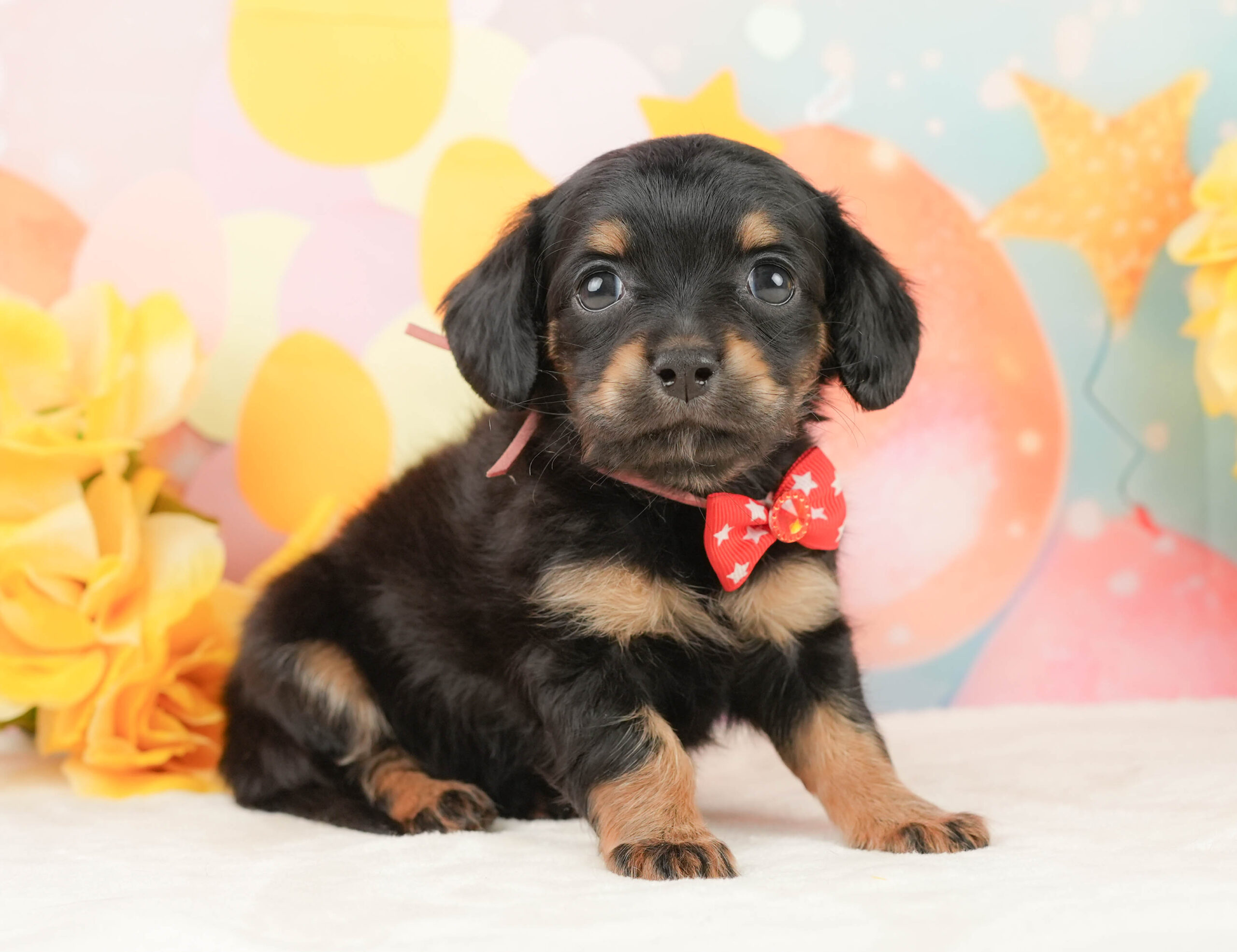 チワックス | 女の子 | ブラックタン | 2026年1月16日