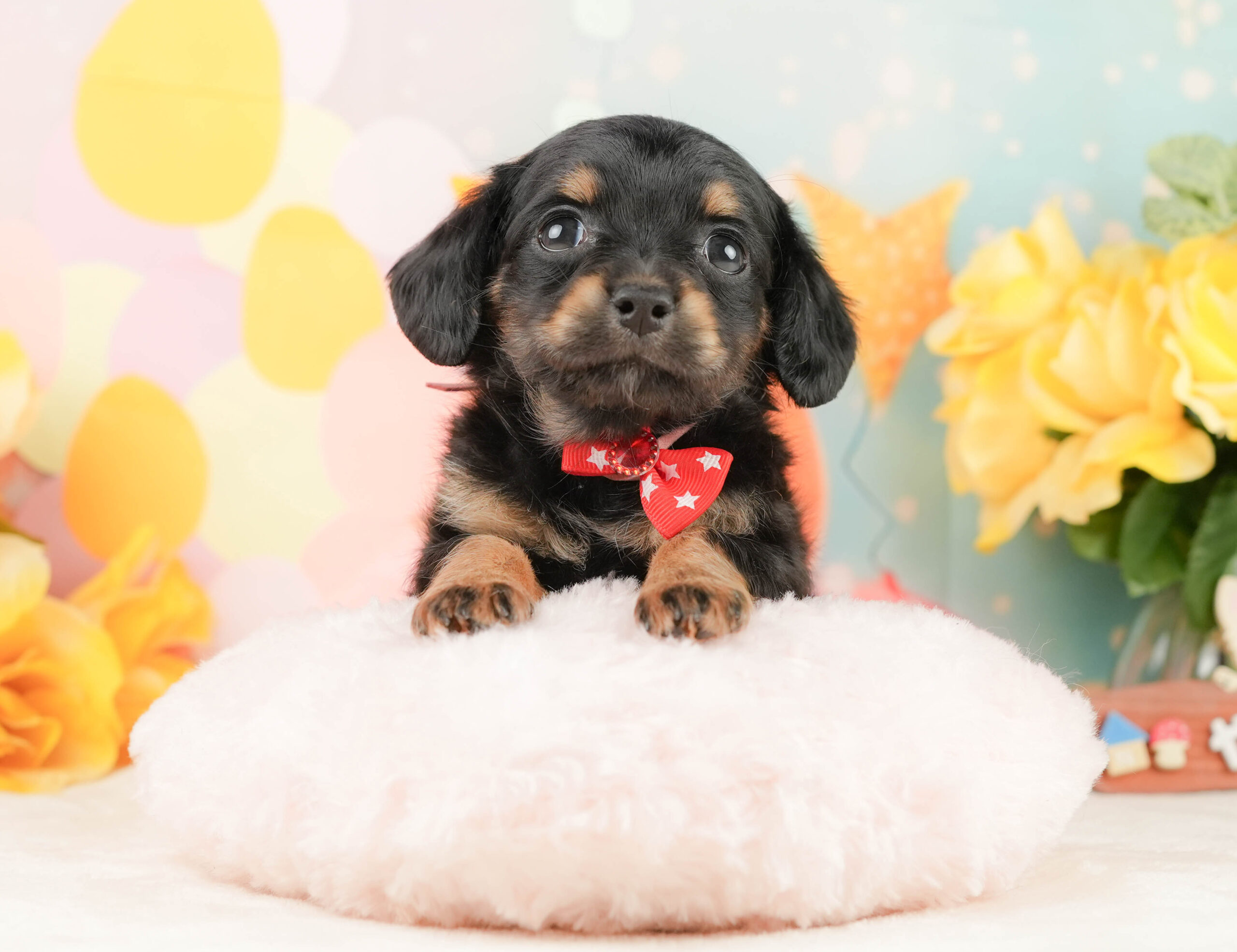 チワックス | 女の子 | ブラックタン | 2026年1月16日