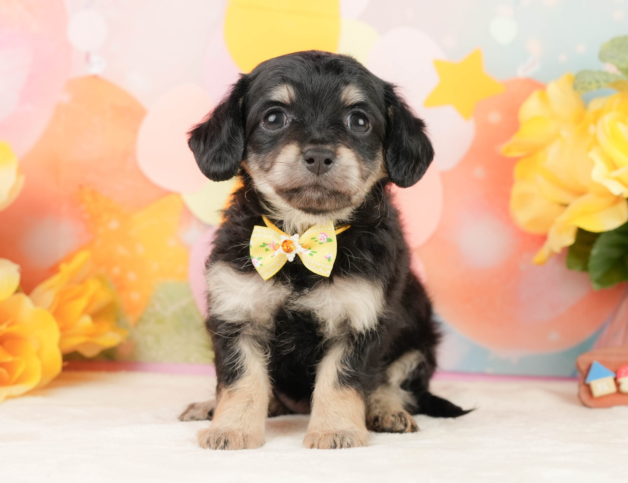 チワックス | 女の子 | ブラックタン | 2026年1月16日