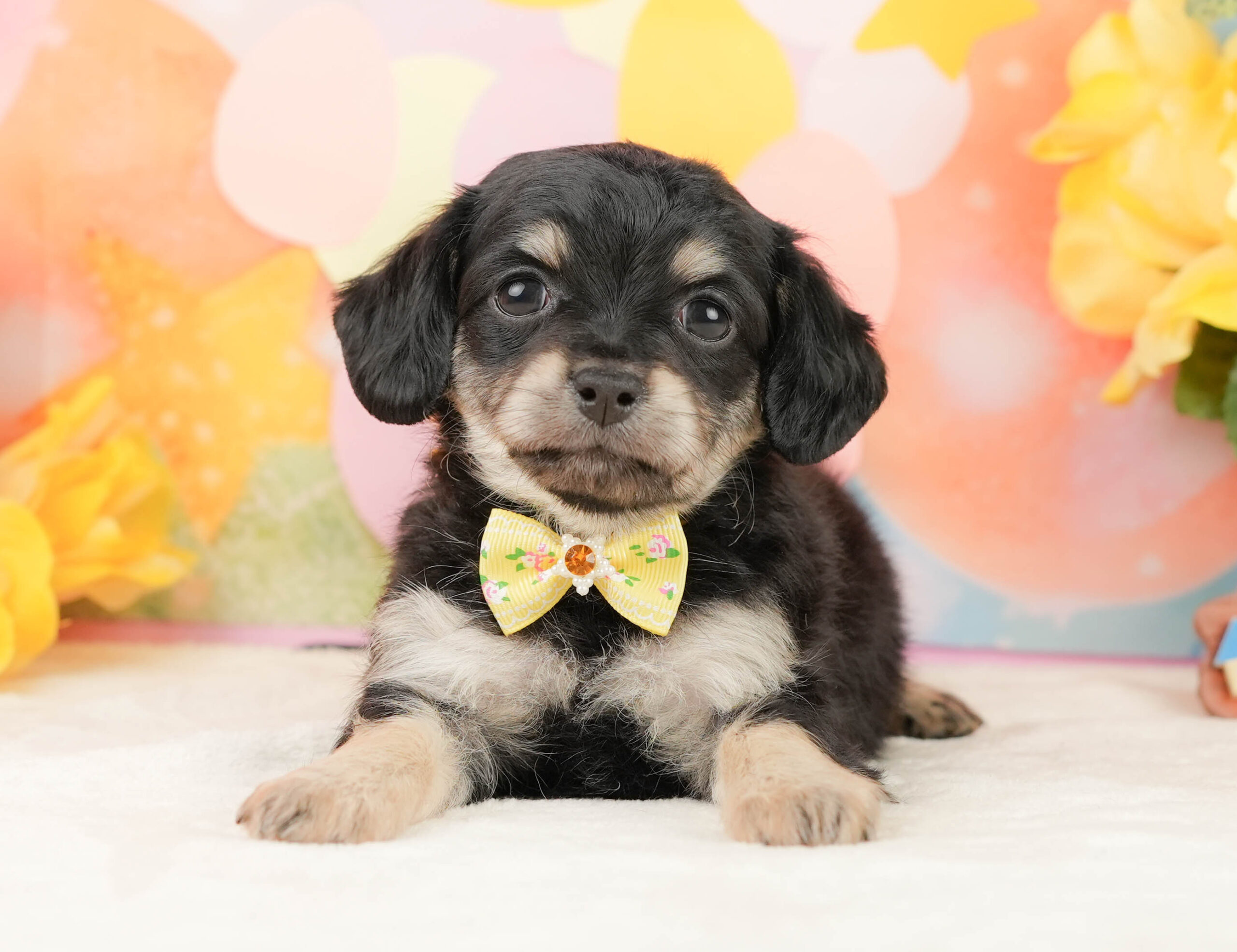 チワックス | 女の子 | ブラックタン | 2026年1月16日