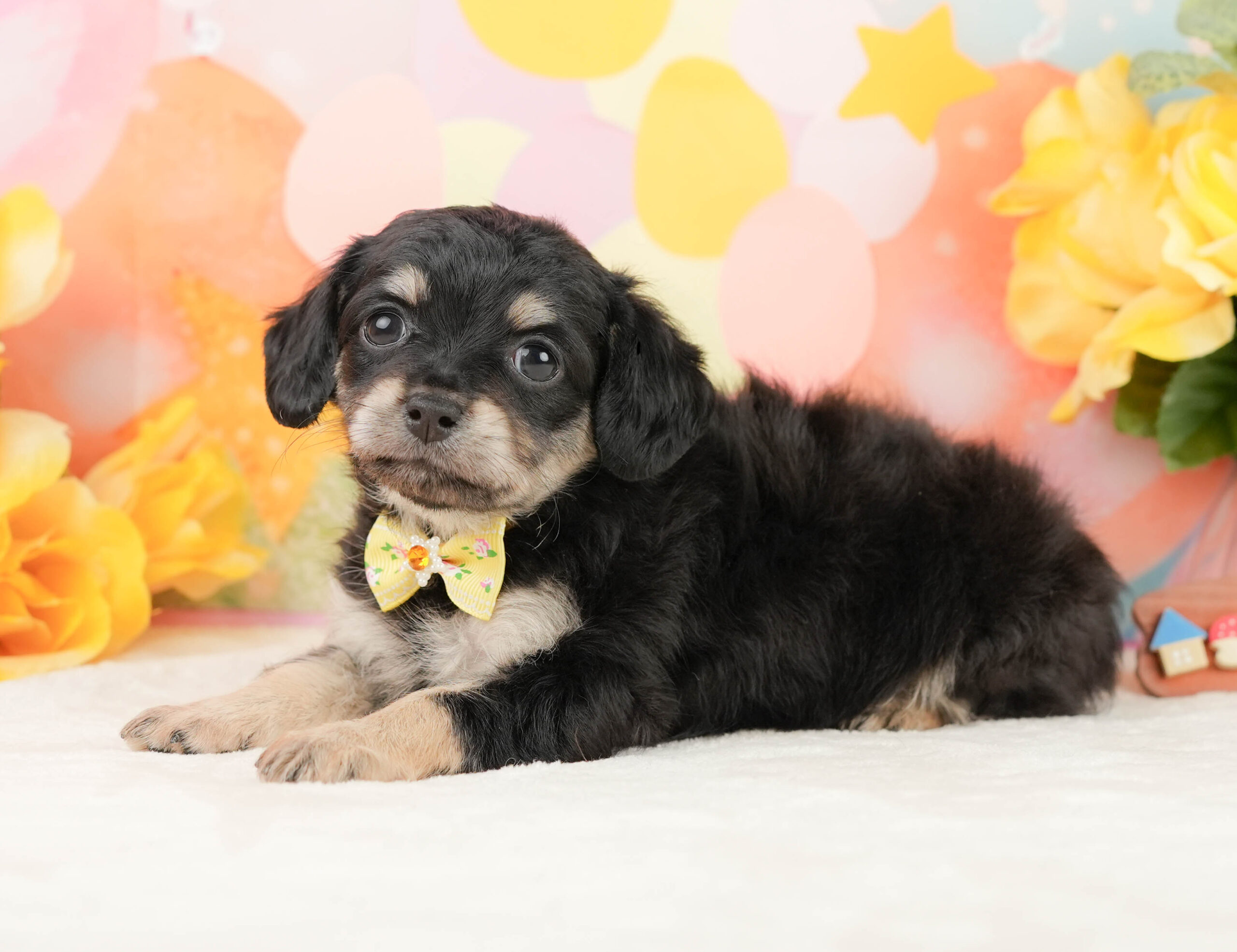 チワックス | 女の子 | ブラックタン | 2026年1月16日