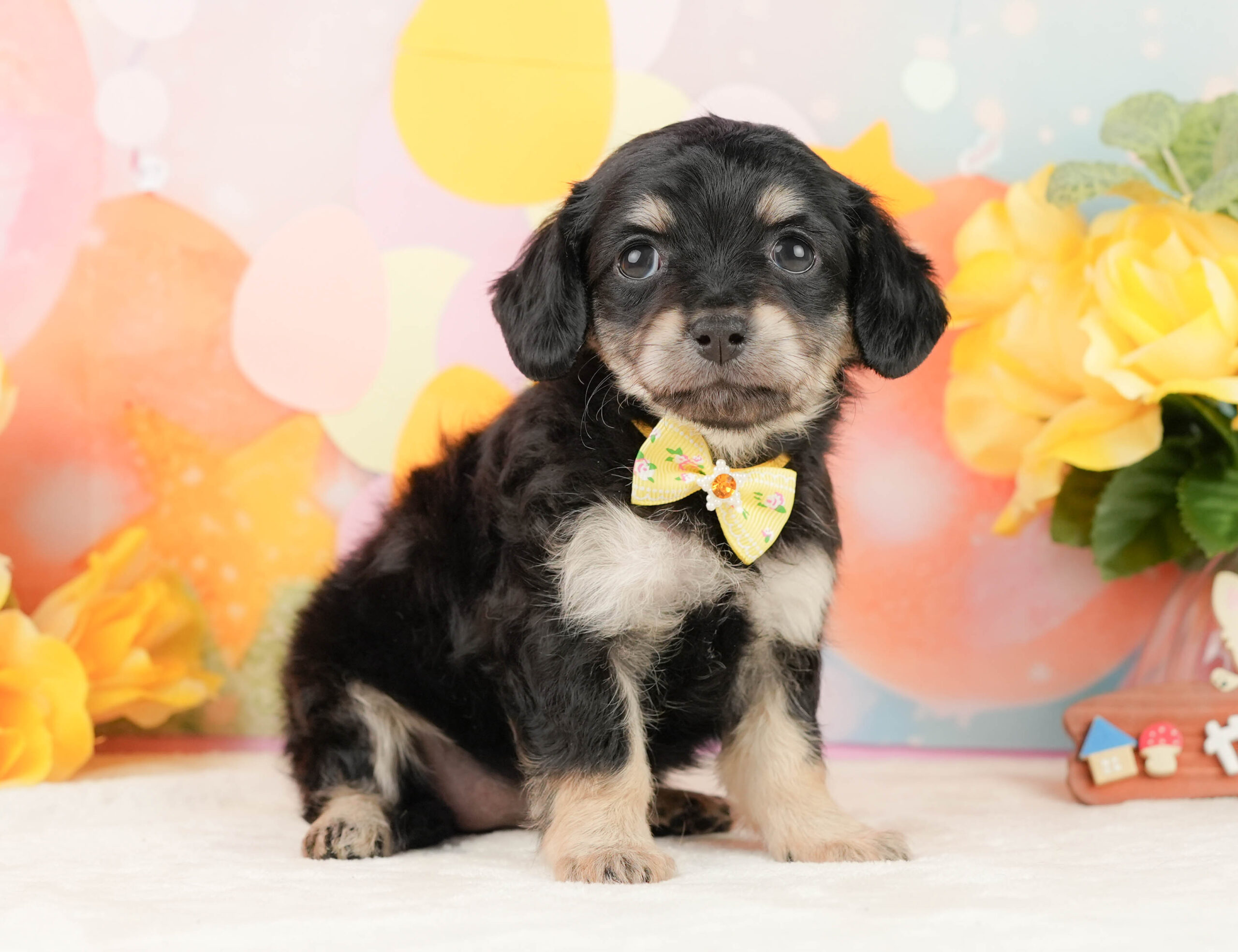 チワックス | 女の子 | ブラックタン | 2026年1月16日