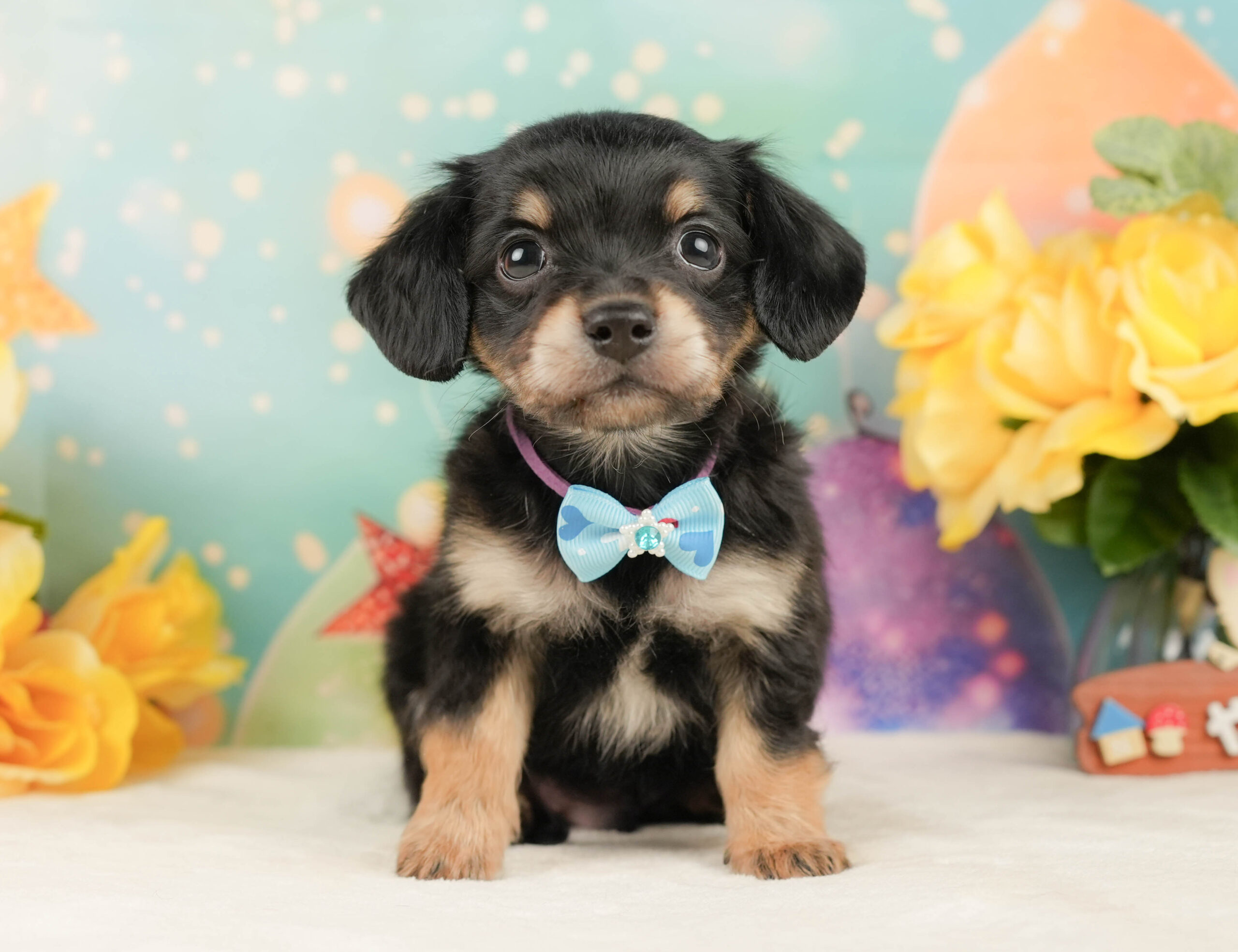 チワックス | 男の子 | ブラックタン | 2026年1月16日