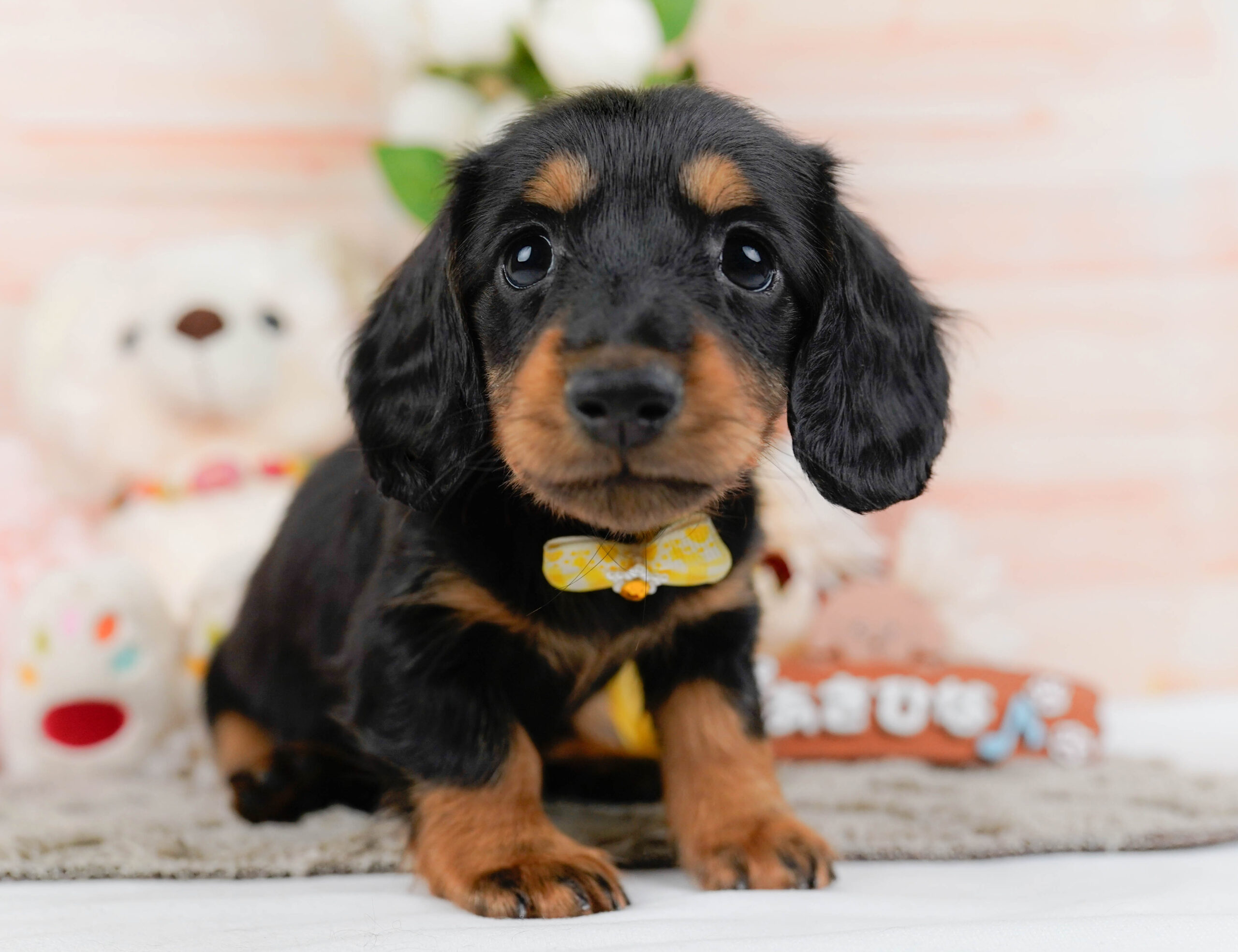 ミニチュア・ダックスフンド(ロング) | 女の子 | ブラック＆タン | 2026年1月16日