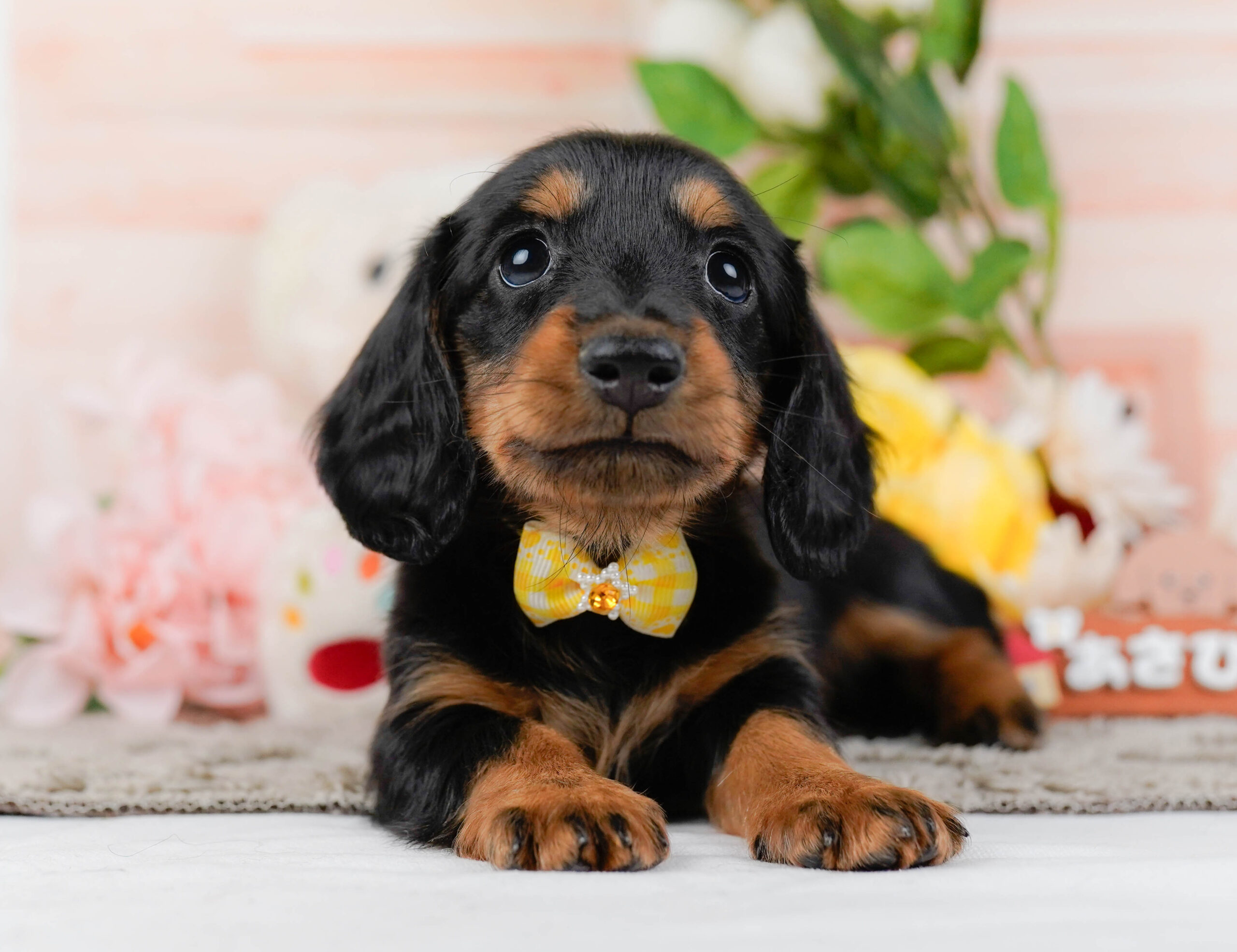 ミニチュア・ダックスフンド(ロング) | 女の子 | ブラック＆タン | 2026年1月16日