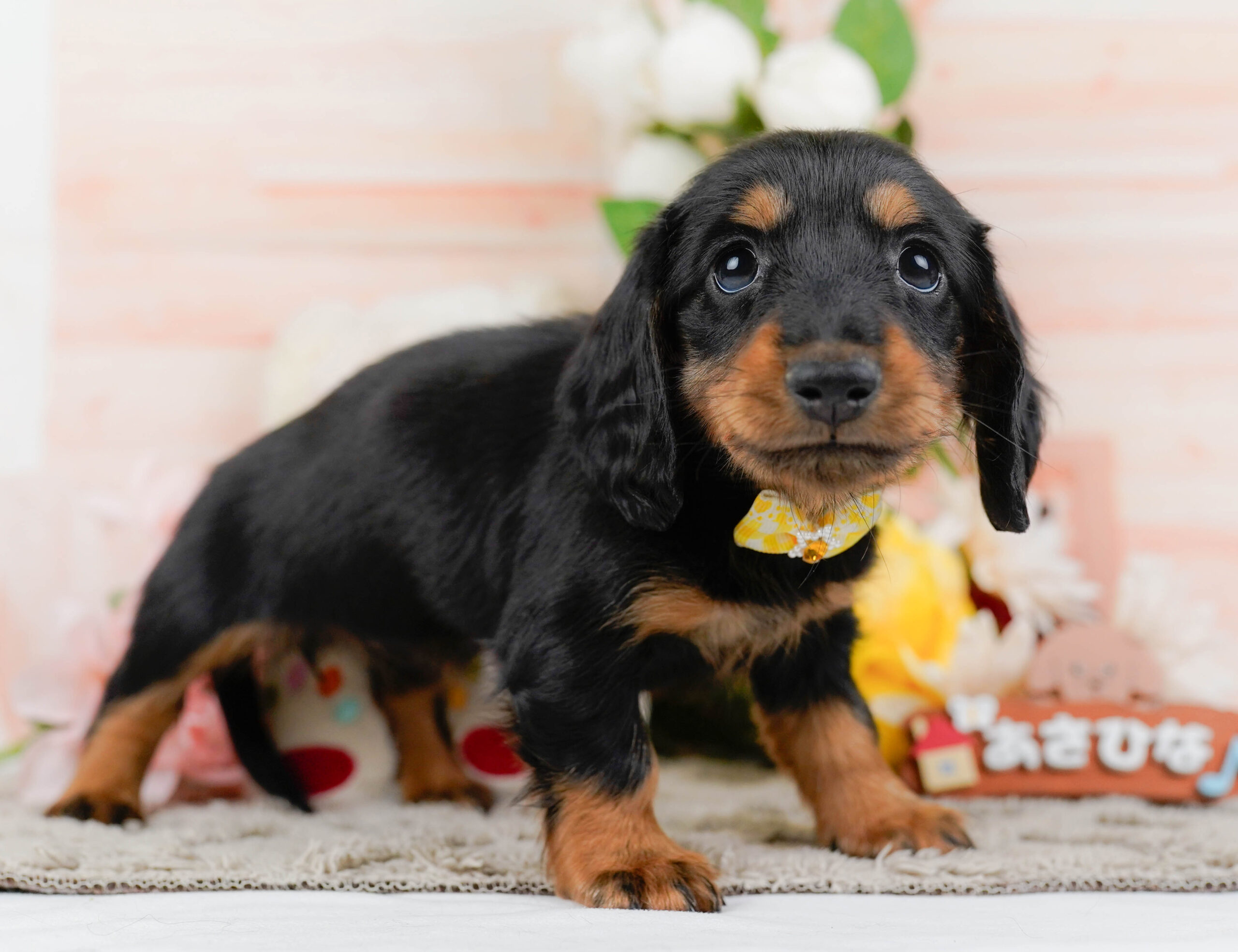 ミニチュア・ダックスフンド(ロング) | 女の子 | ブラック＆タン | 2026年1月16日