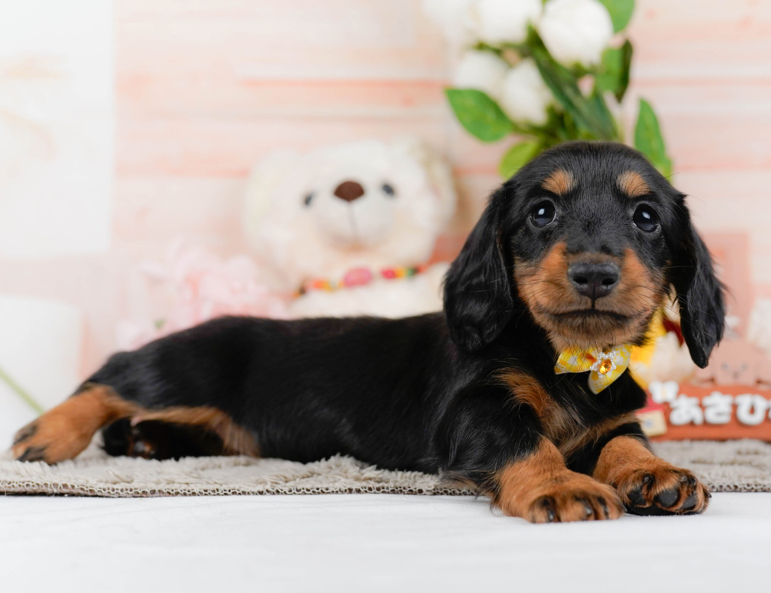 ミニチュア・ダックスフンド(ロング) | 女の子 | ブラック＆タン | 2026年1月16日