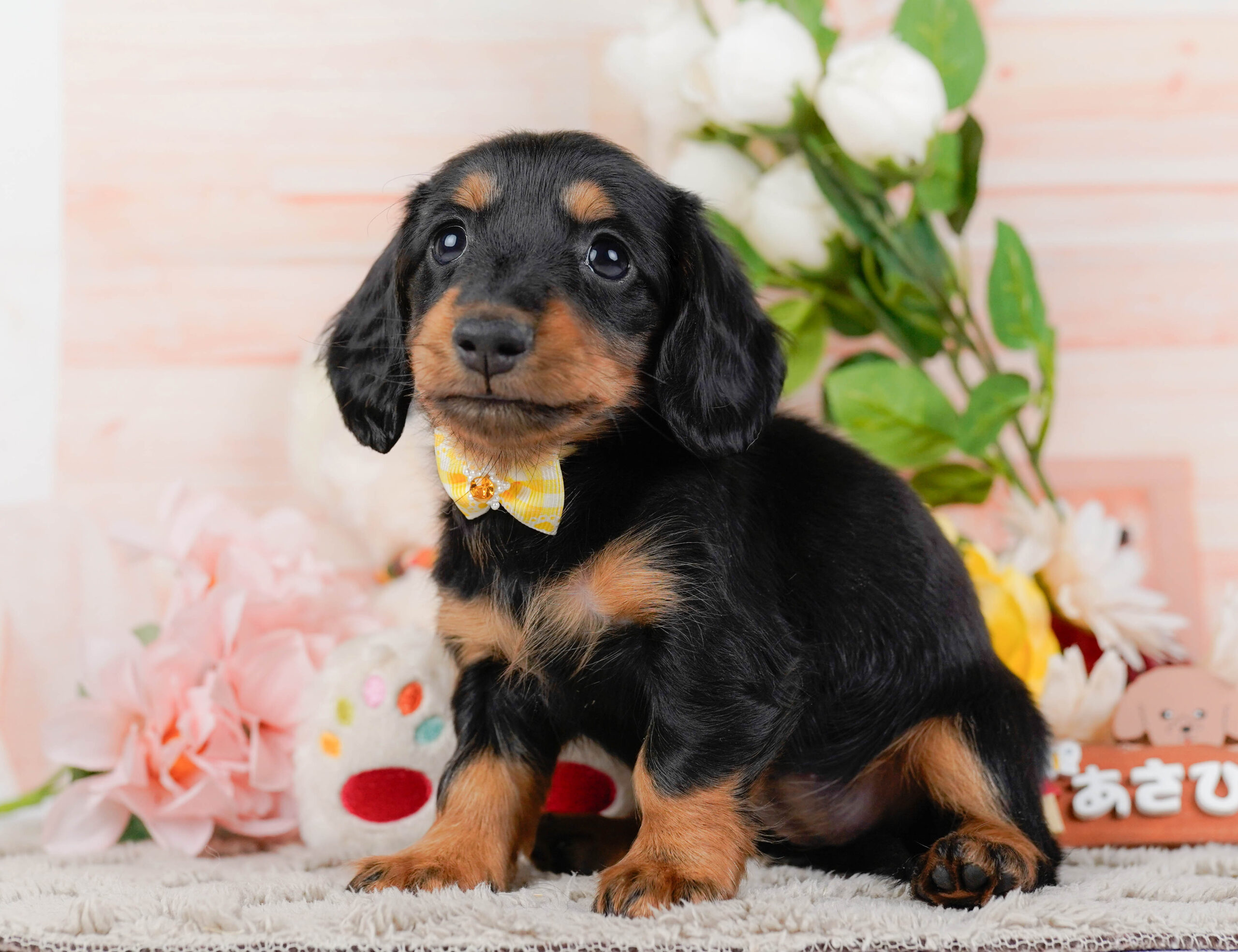 ミニチュア・ダックスフンド(ロング) | 女の子 | ブラック＆タン | 2026年1月16日