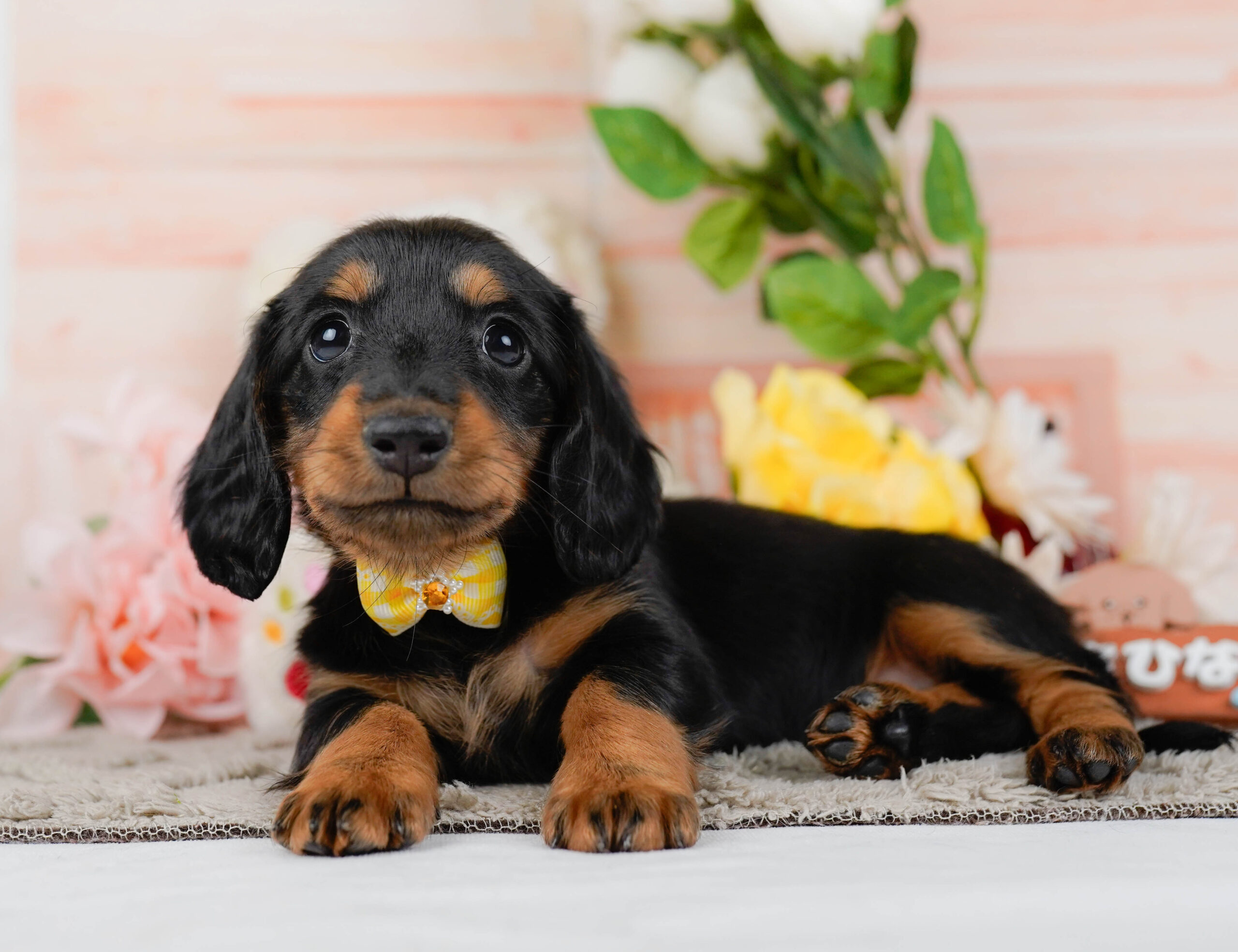 ミニチュア・ダックスフンド(ロング) | 女の子 | ブラック＆タン | 2026年1月16日