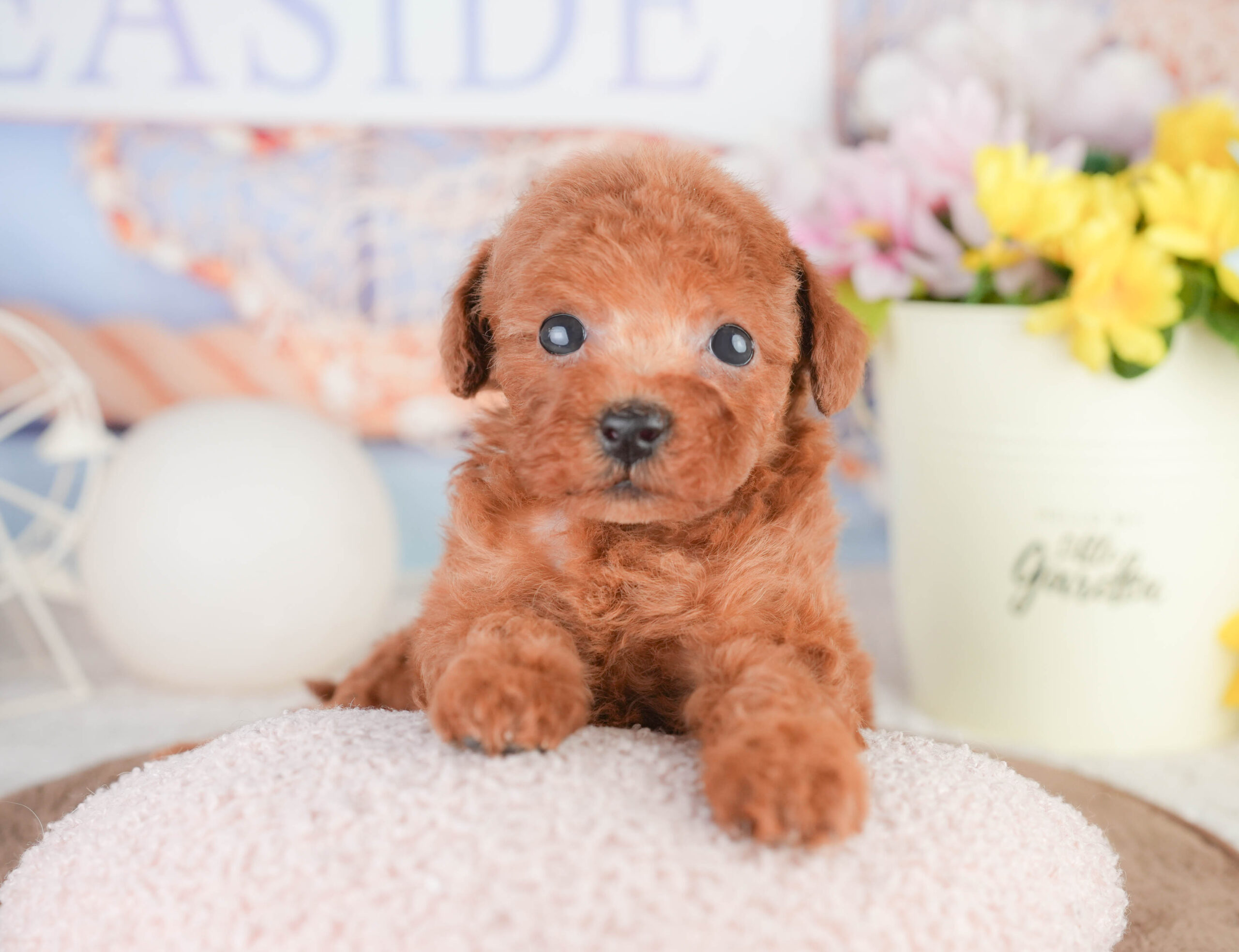 トイ・プードル | 女の子 | レッド | 2026年1月16日