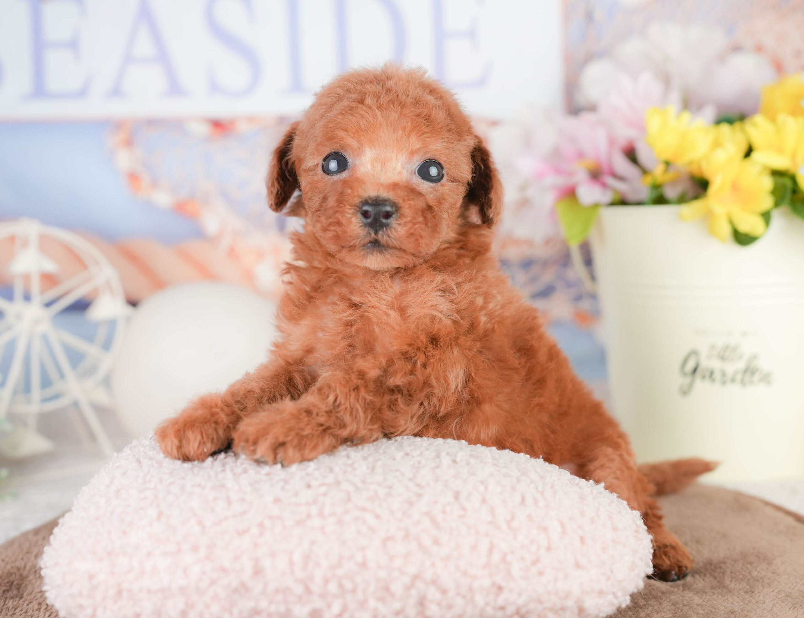 トイ・プードル | 女の子 | レッド | 2026年1月16日