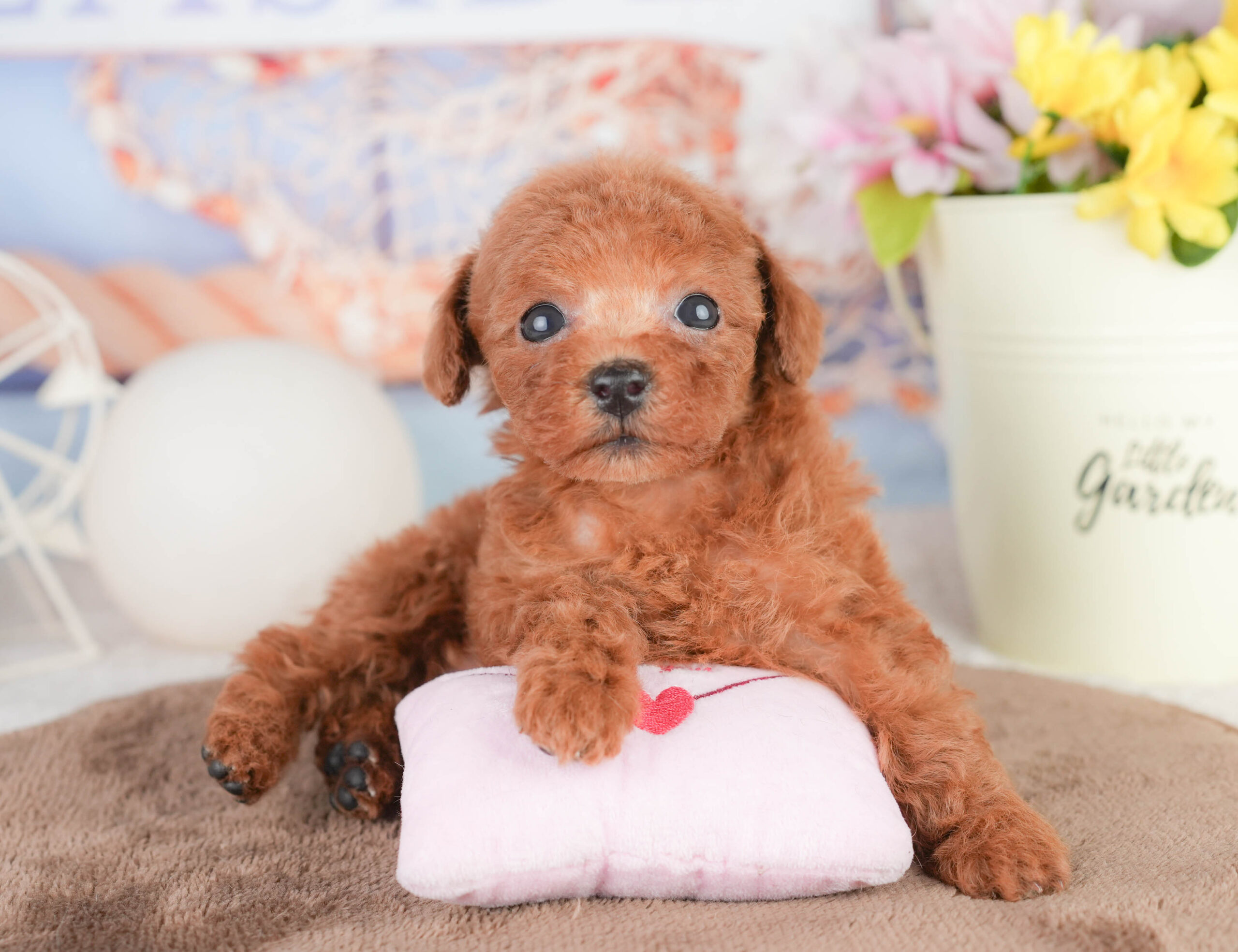 トイ・プードル | 女の子 | レッド | 2026年1月16日