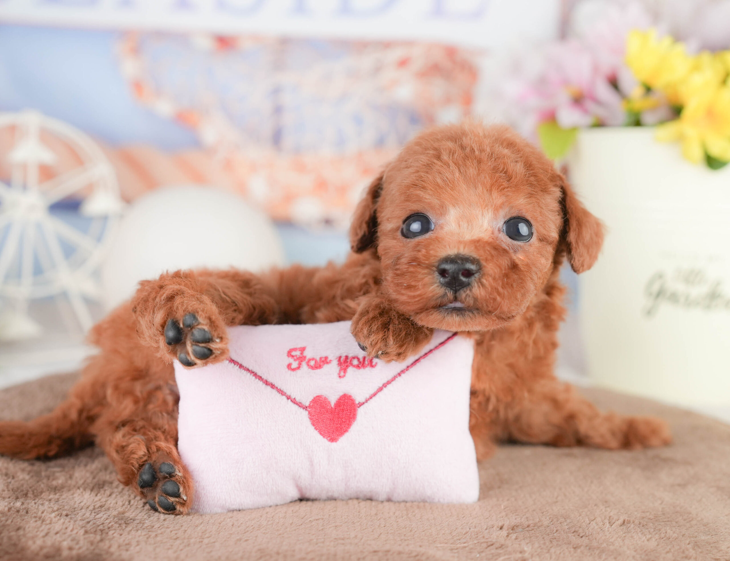 トイ・プードル | 女の子 | レッド | 2026年1月16日