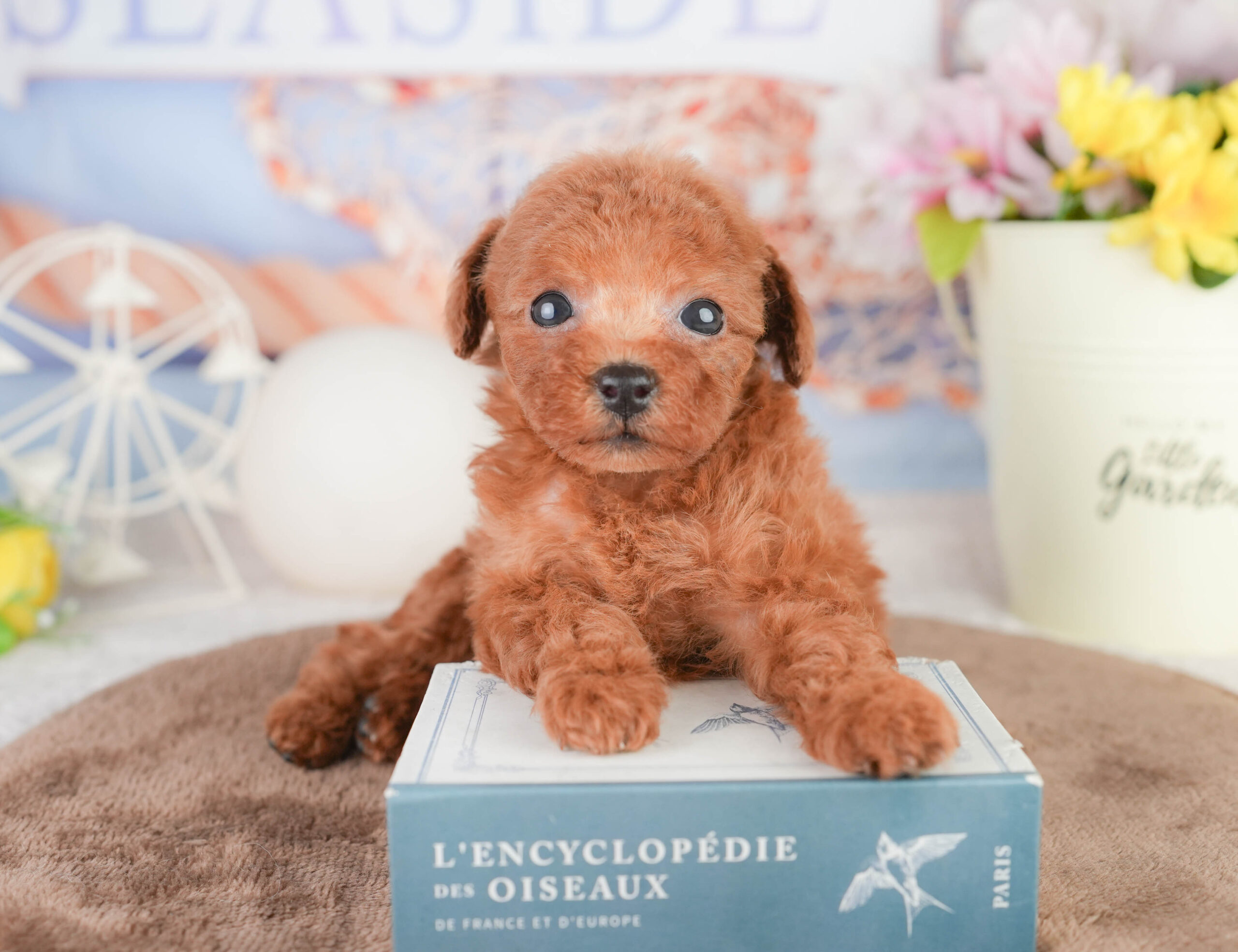 トイ・プードル | 女の子 | レッド | 2026年1月16日