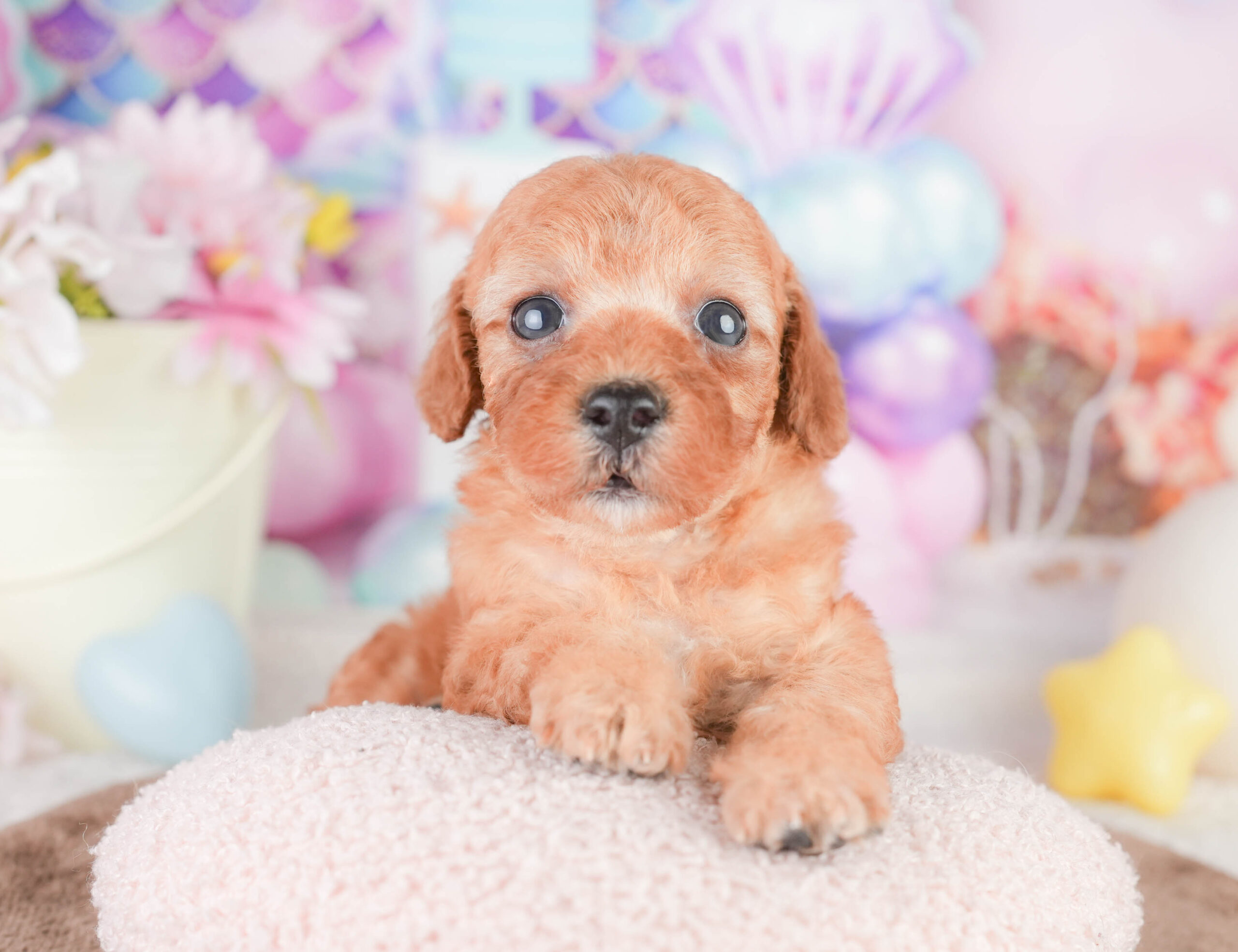 トイ・プードル | 女の子 | レッド | 2026年1月16日