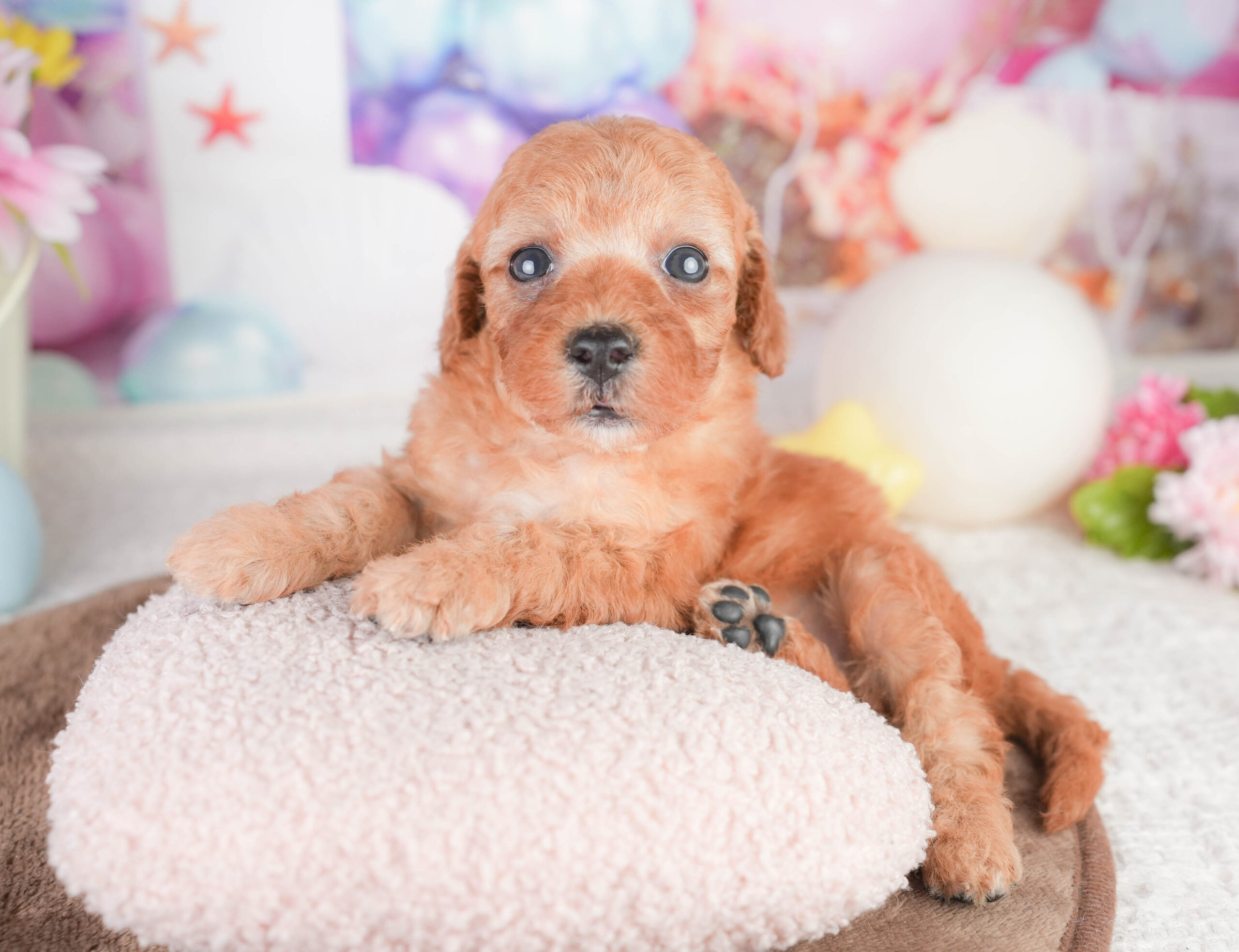 トイ・プードル | 女の子 | レッド | 2026年1月16日