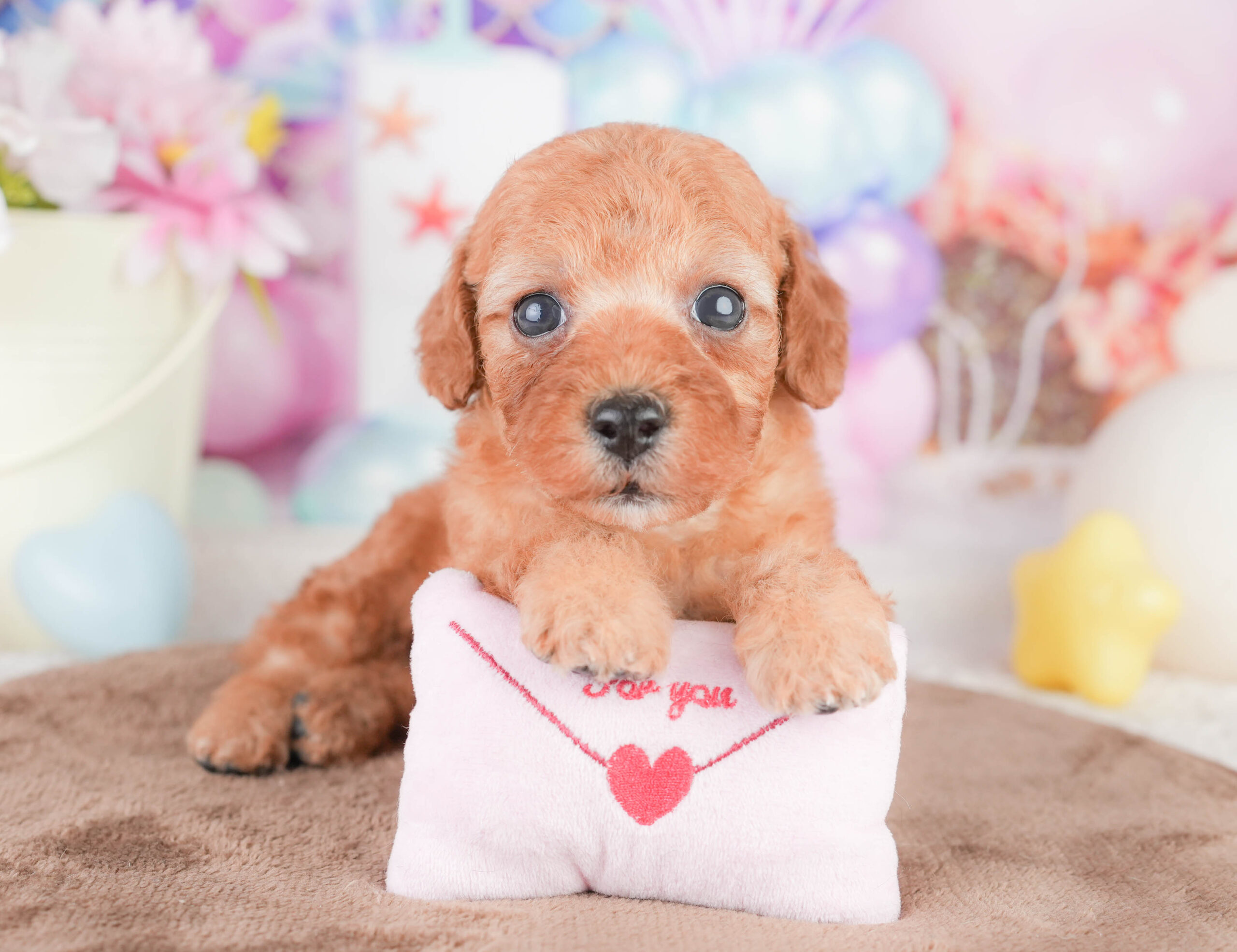 トイ・プードル | 女の子 | レッド | 2026年1月16日