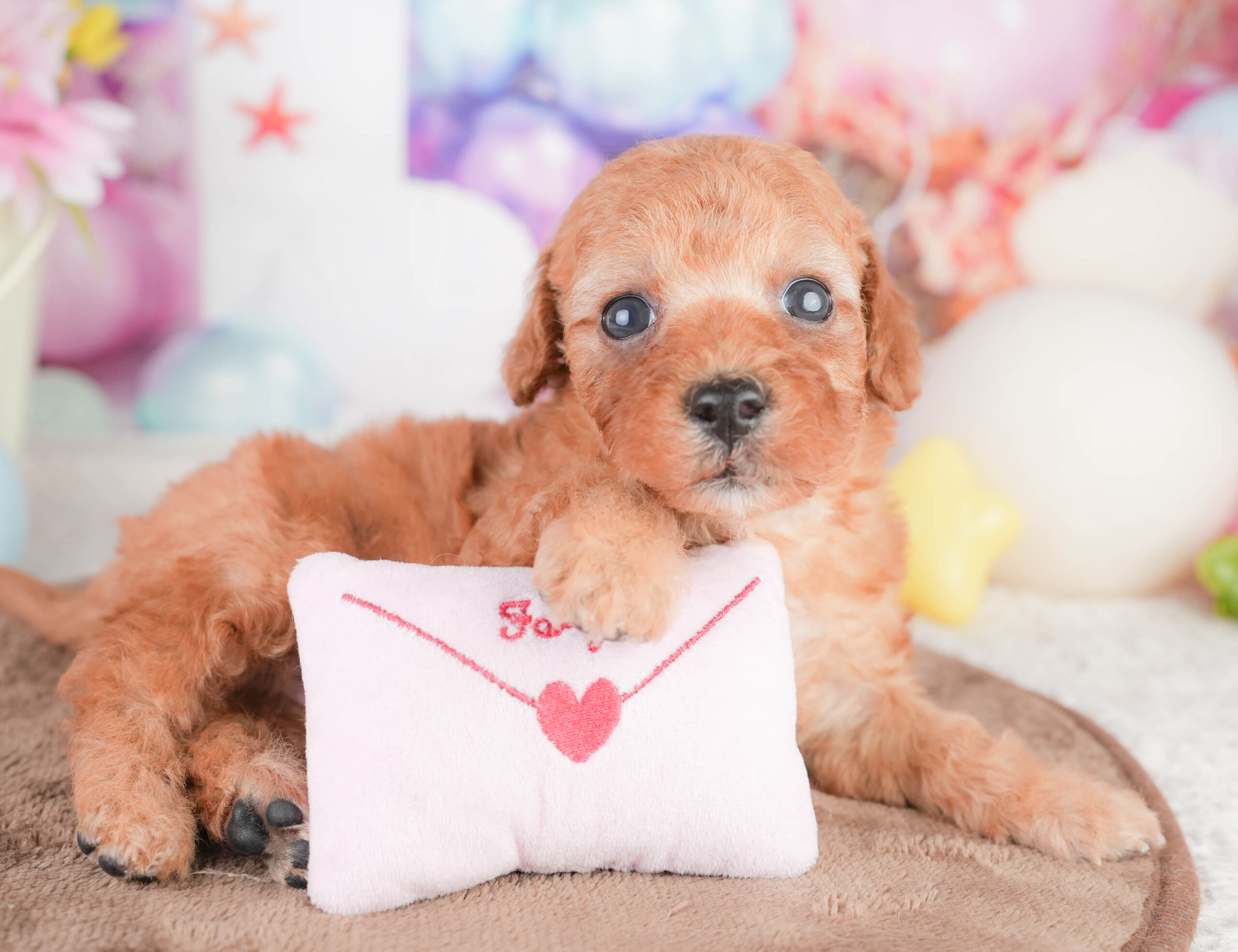 トイ・プードル | 女の子 | レッド | 2026年1月16日