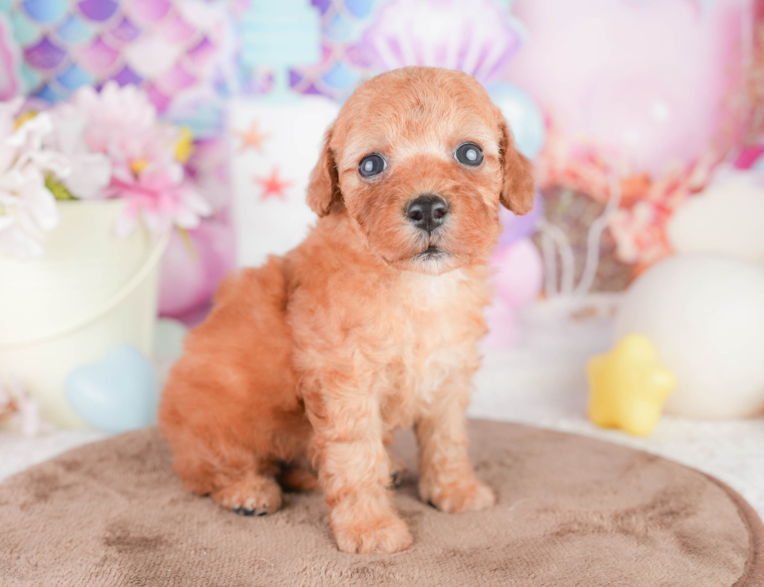 トイ・プードル | 女の子 | レッド | 2026年1月16日