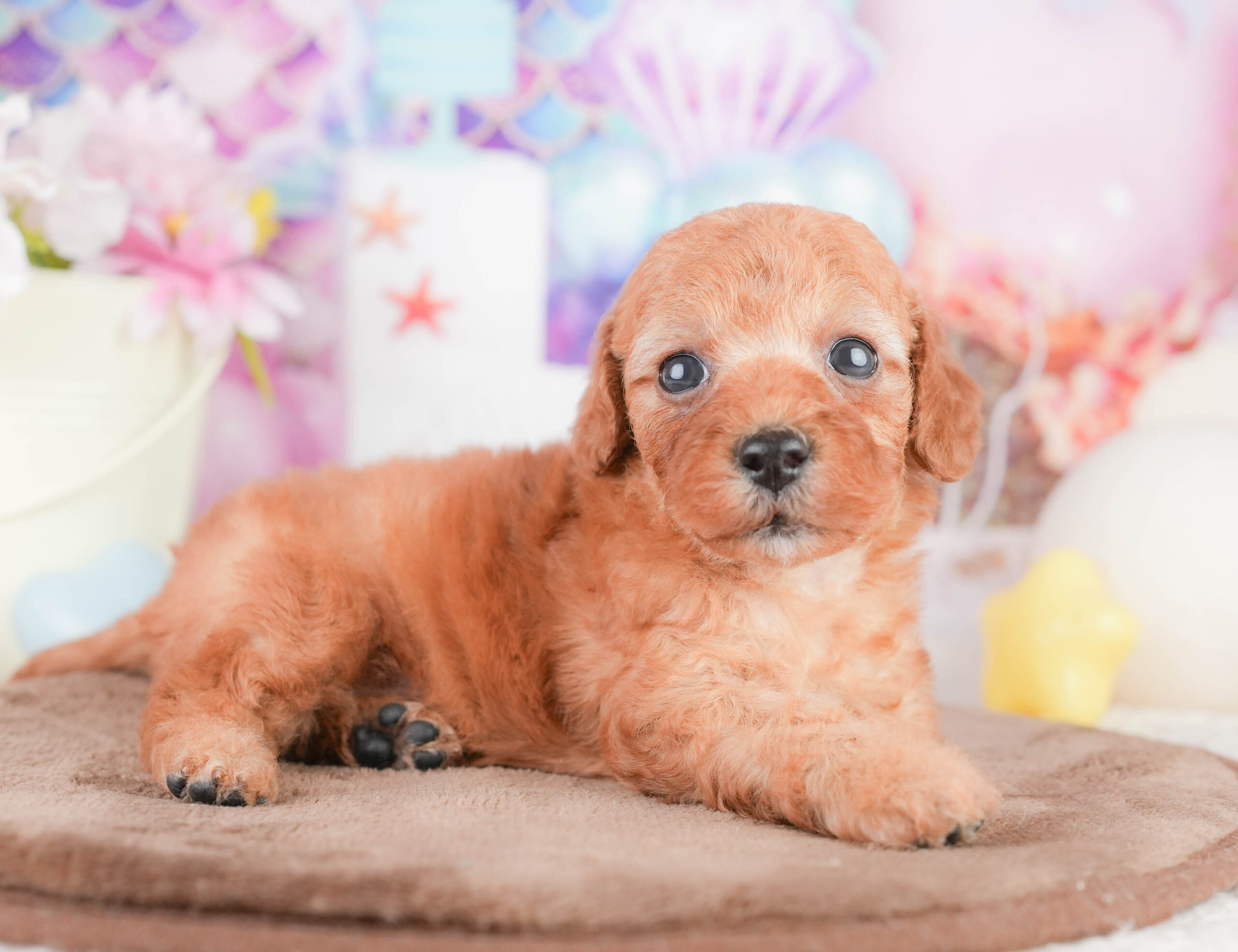 トイ・プードル | 女の子 | レッド | 2026年1月16日