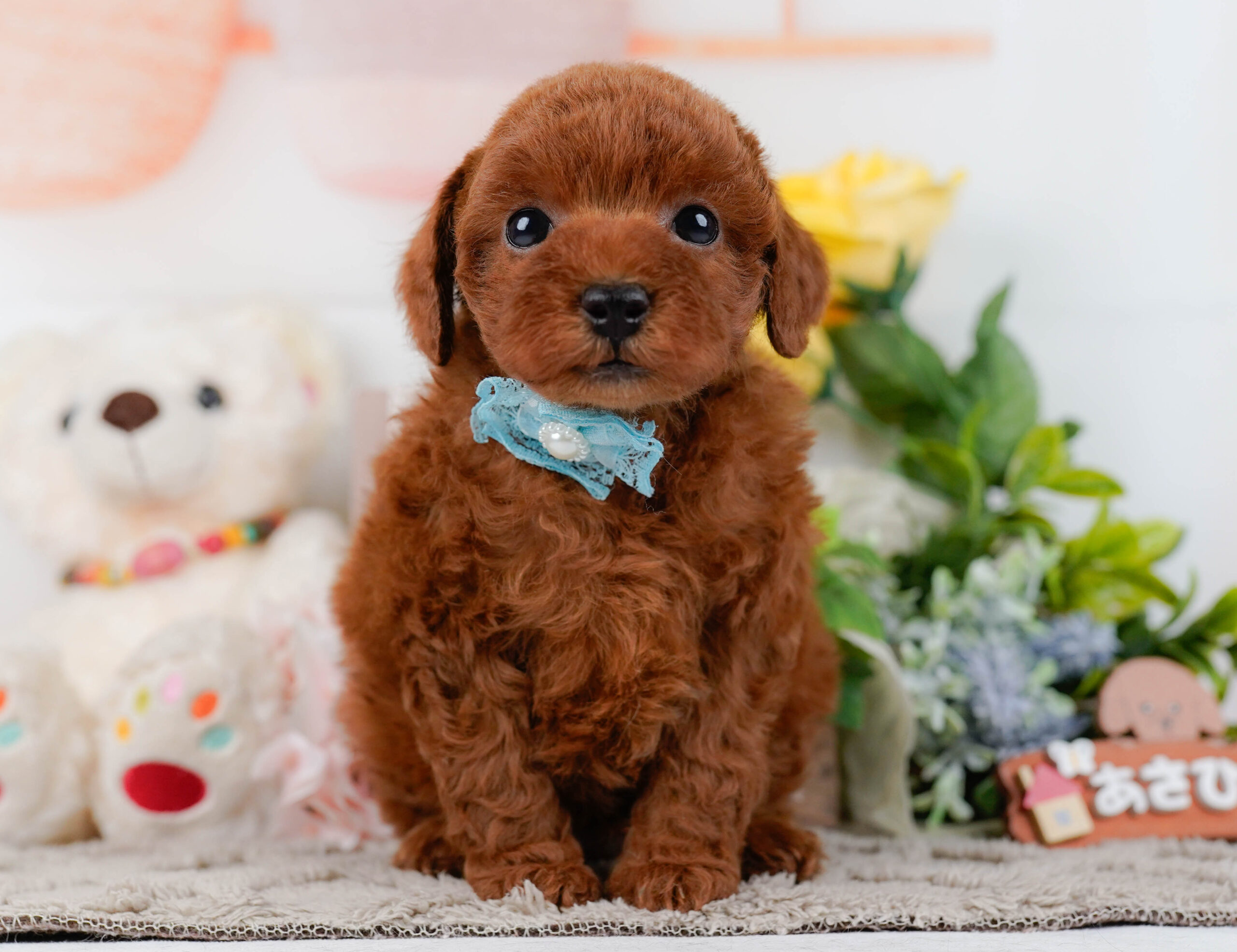 トイ・プードル | 男の子 | レッド | 2026年1月16日