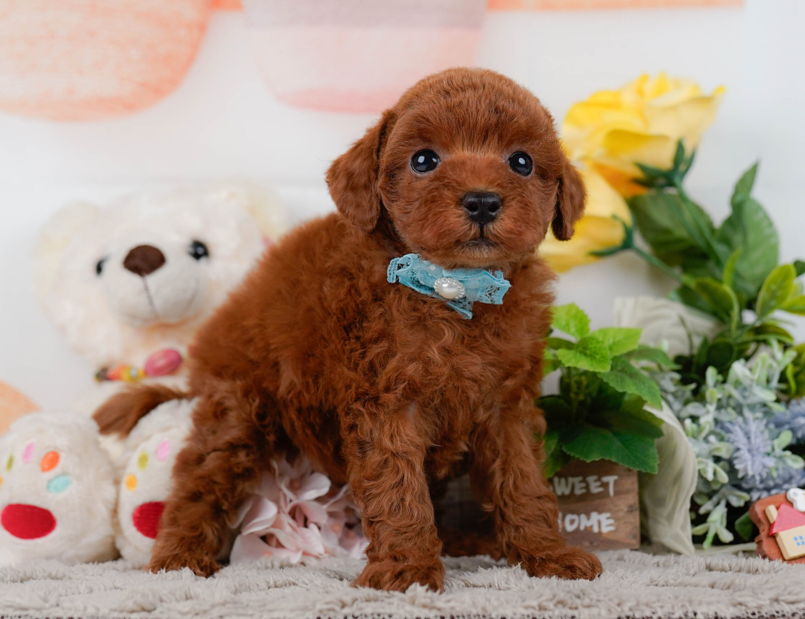 トイ・プードル | 男の子 | レッド | 2026年1月16日