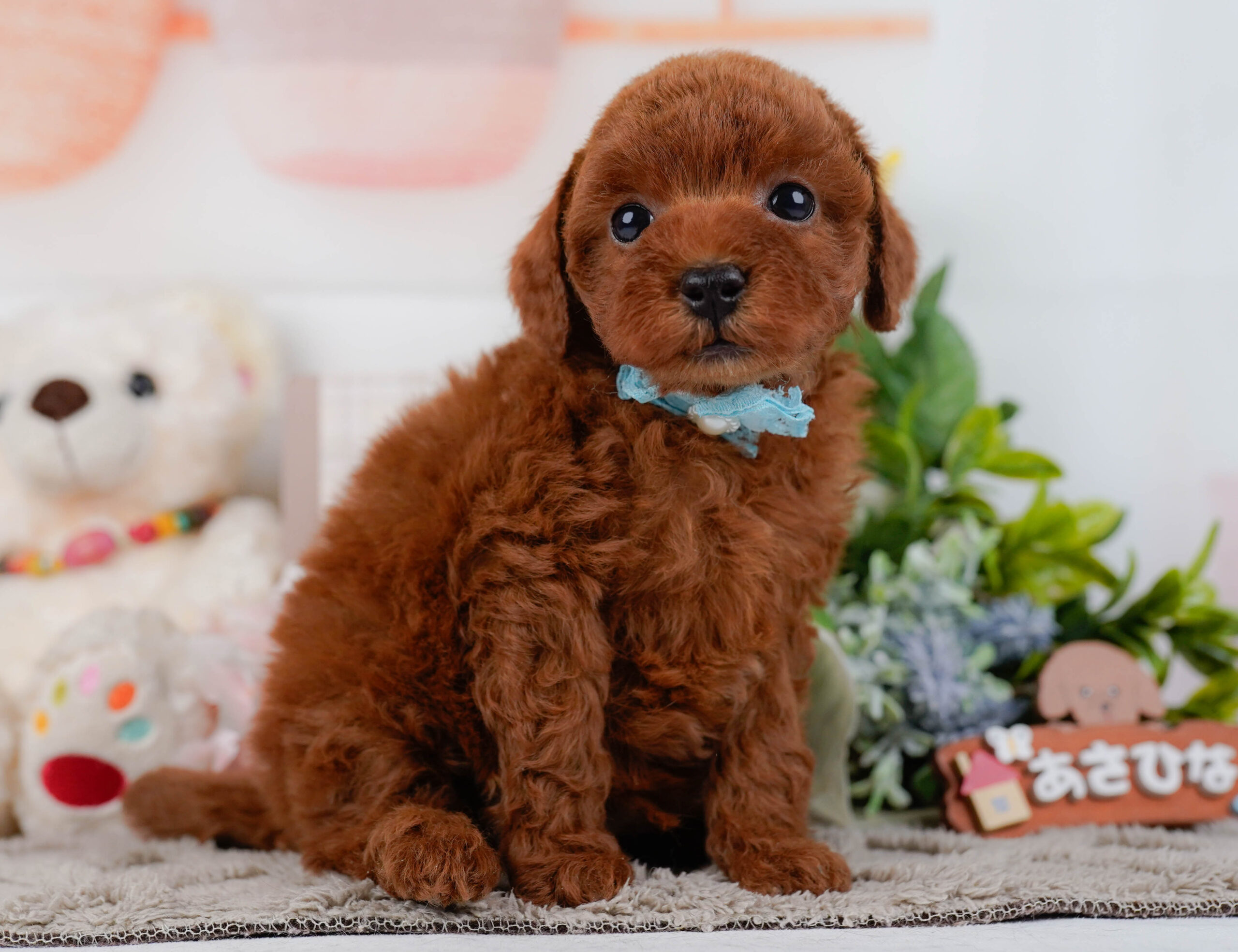 トイ・プードル | 男の子 | レッド | 2026年1月16日
