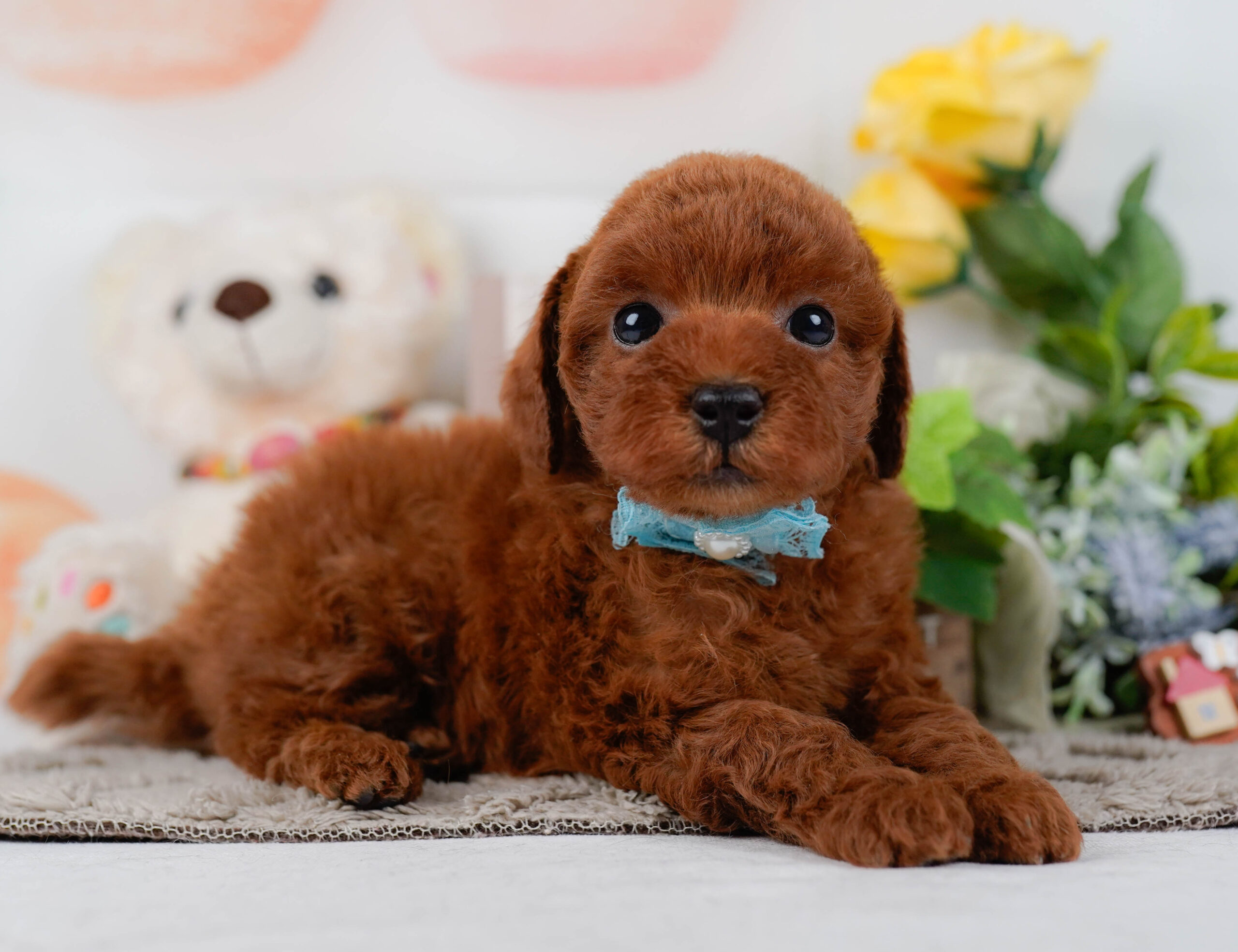 トイ・プードル | 男の子 | レッド | 2026年1月16日