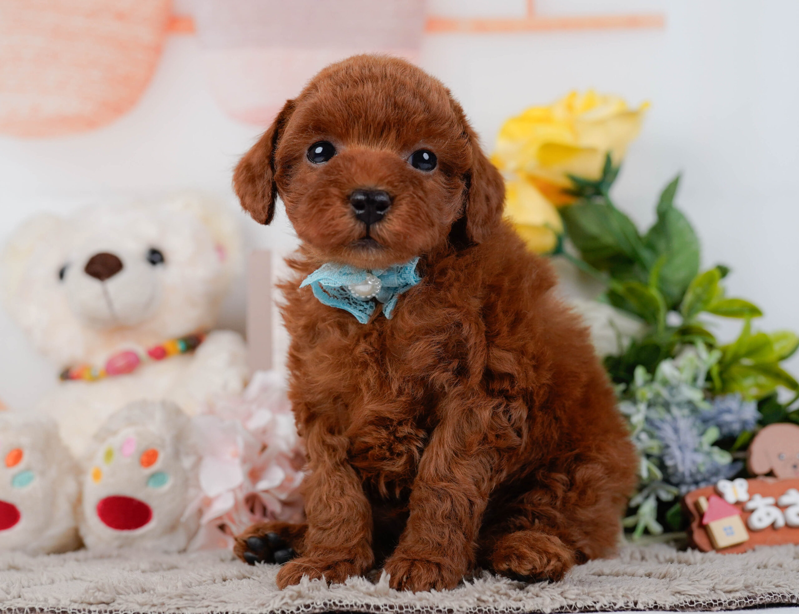 トイ・プードル | 男の子 | レッド | 2026年1月16日