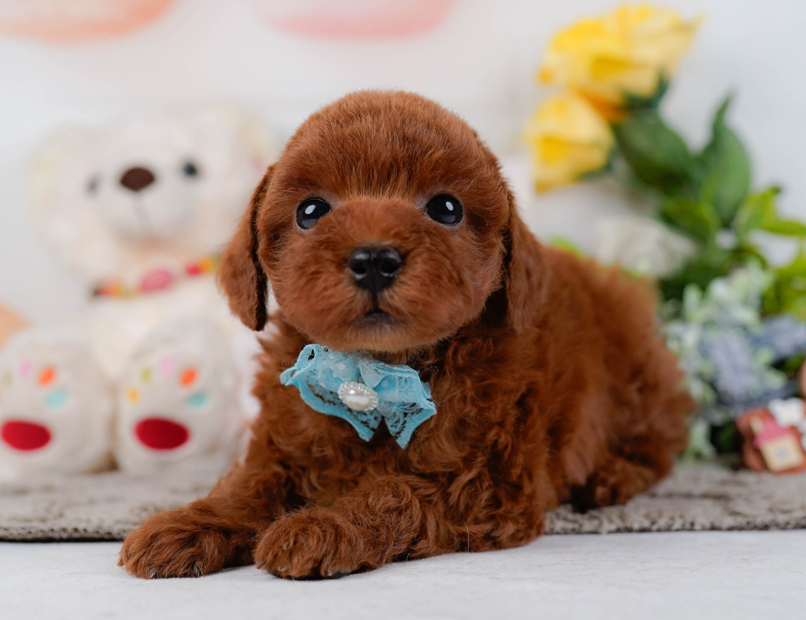 トイ・プードル | 男の子 | レッド | 2026年1月16日