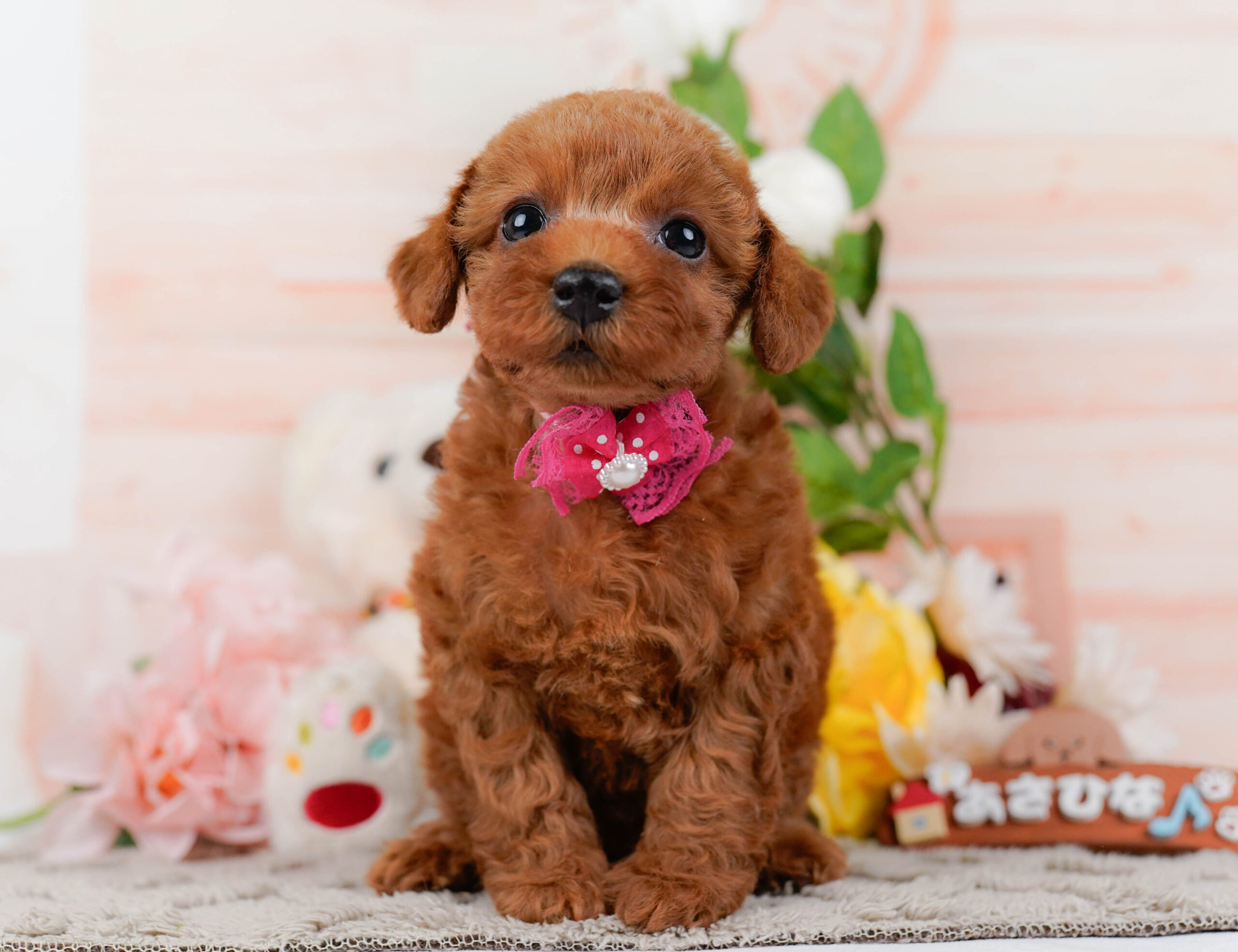 トイ・プードル | 女の子 | レッド | 2026年1月16日