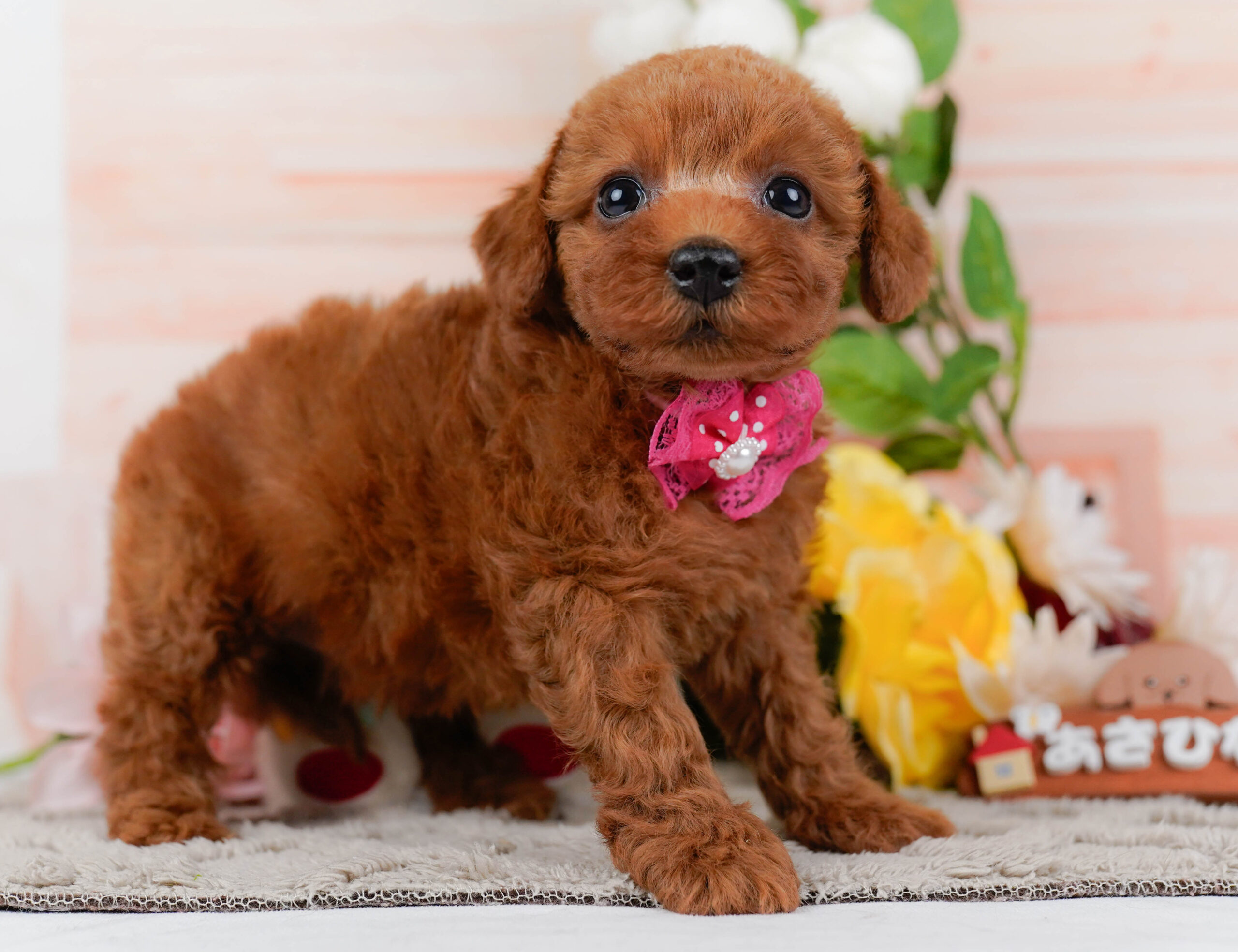 トイ・プードル | 女の子 | レッド | 2026年1月16日