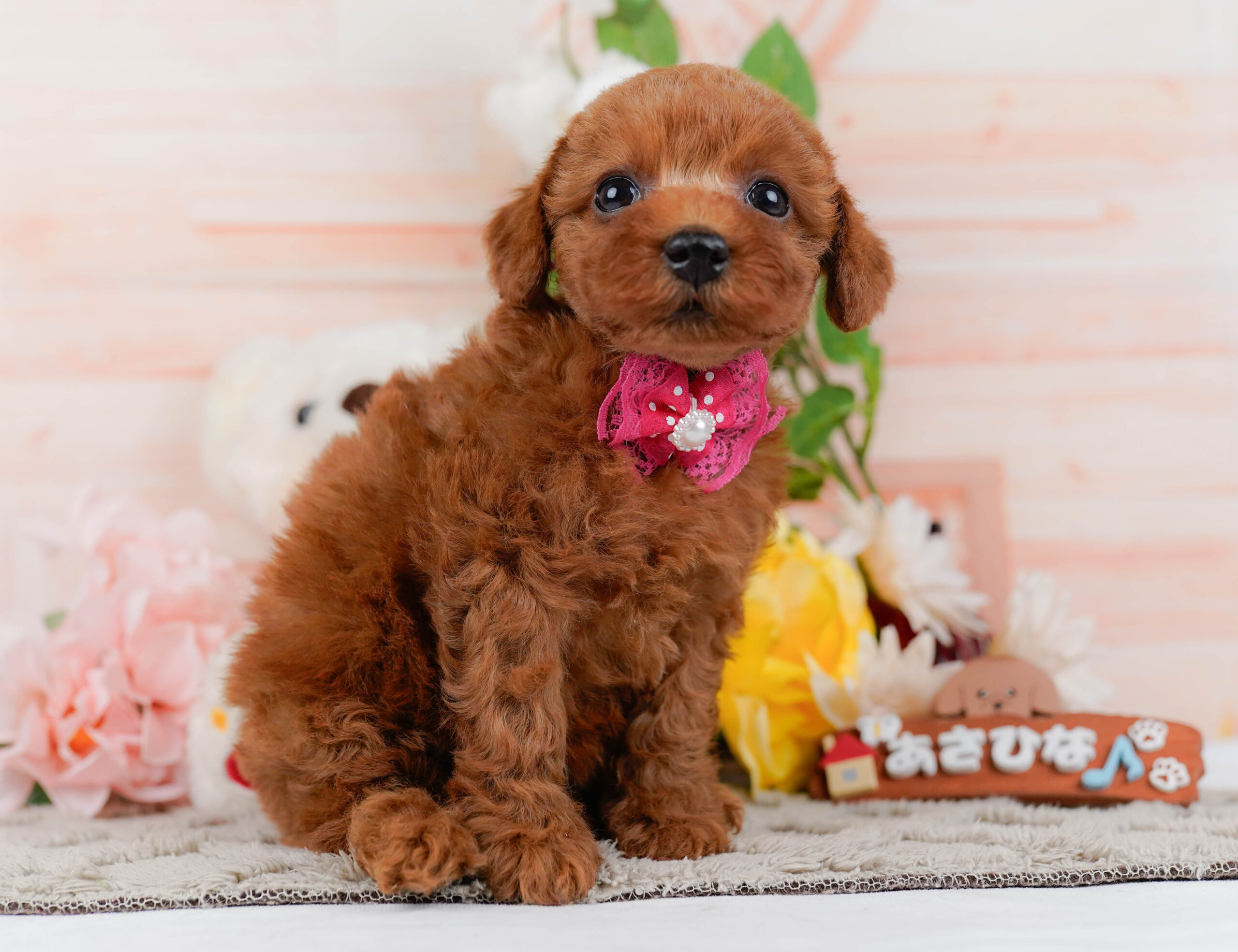 トイ・プードル | 女の子 | レッド | 2026年1月16日