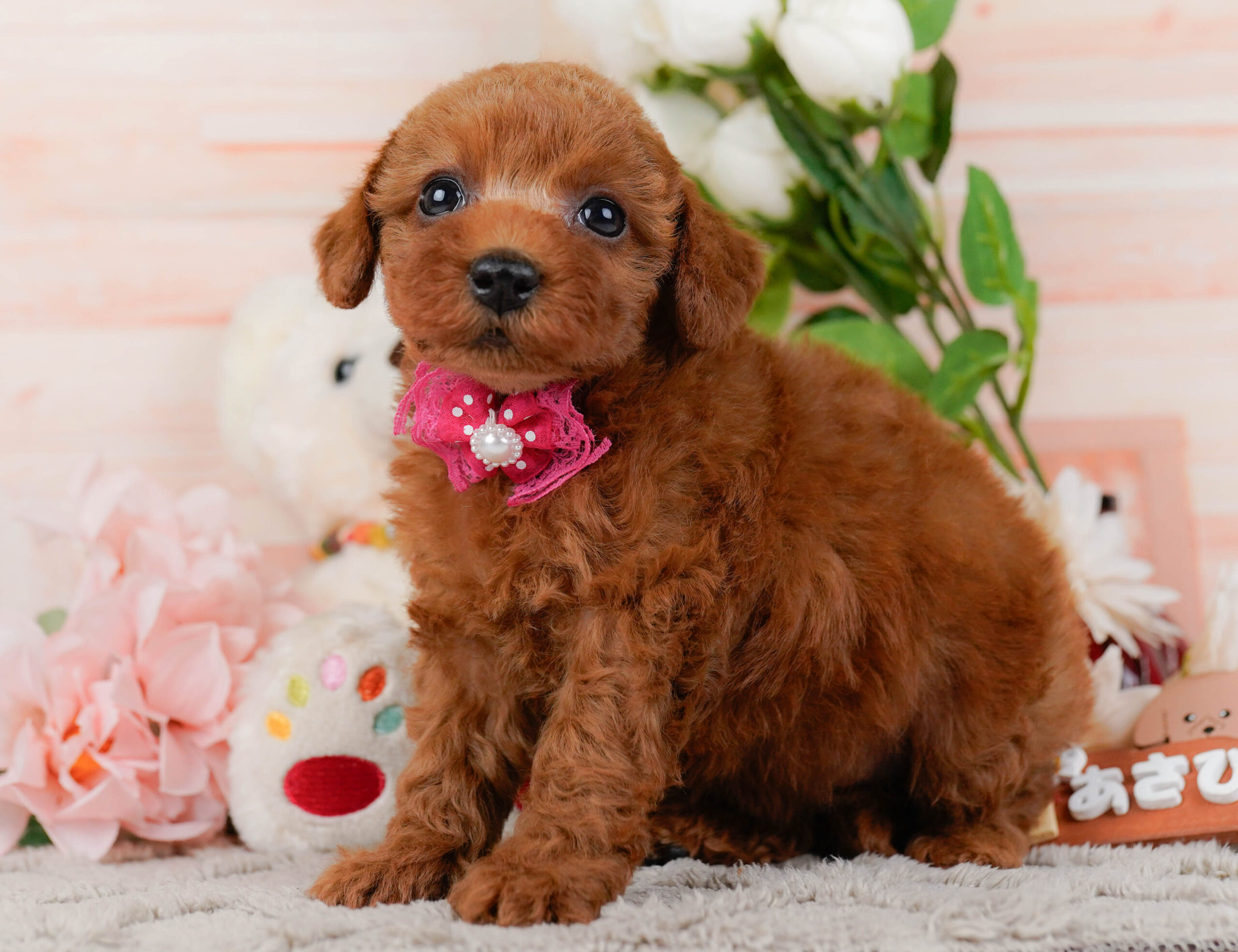 トイ・プードル | 女の子 | レッド | 2026年1月16日