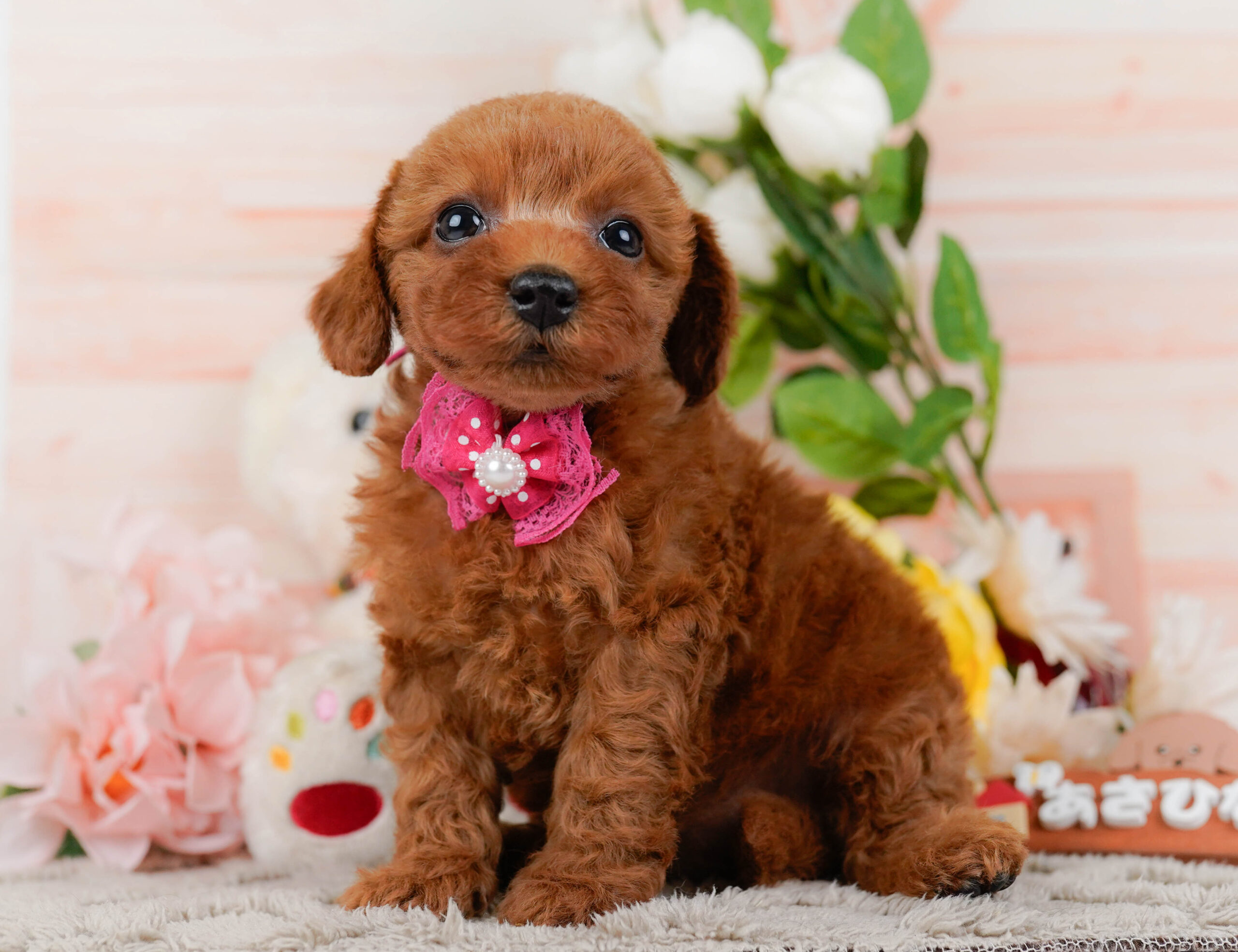 トイ・プードル | 女の子 | レッド | 2026年1月16日