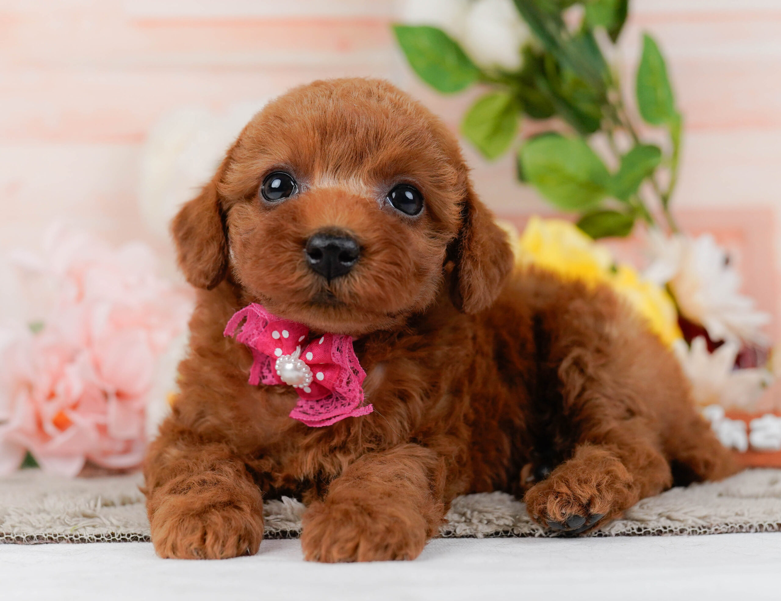 トイ・プードル | 女の子 | レッド | 2026年1月16日