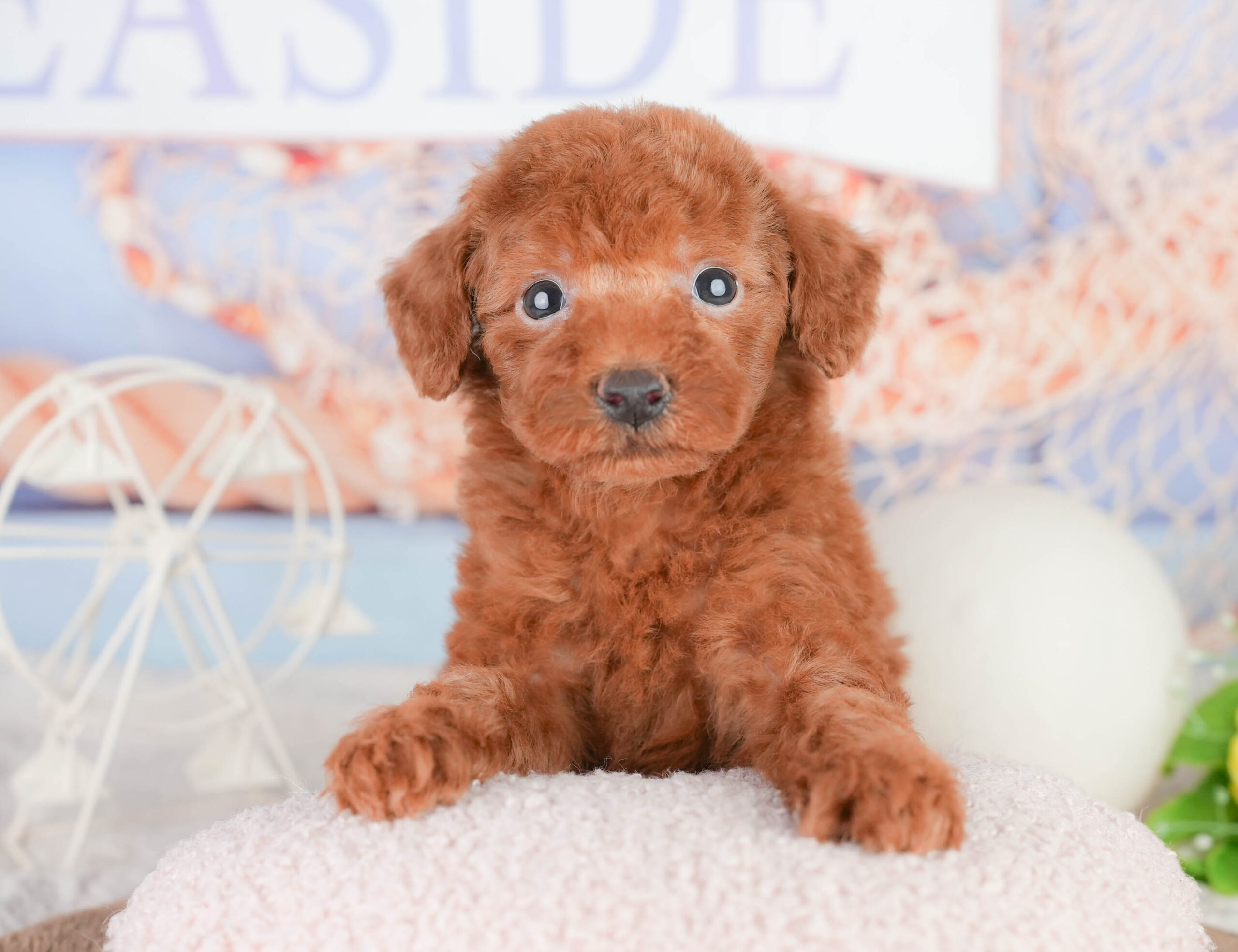 トイ・プードル | 男の子 | レッド | 2026年1月17日