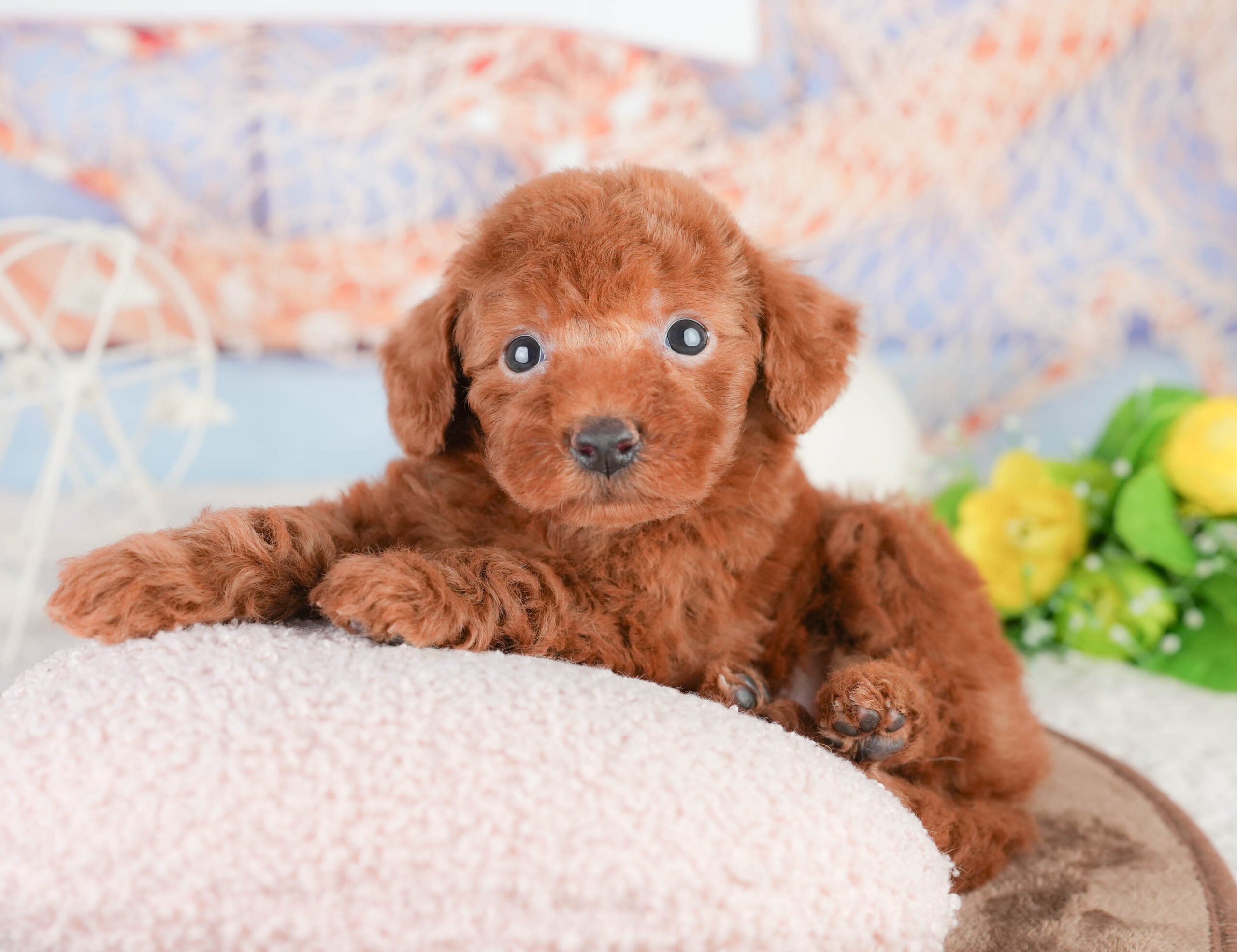 トイ・プードル | 男の子 | レッド | 2026年1月17日