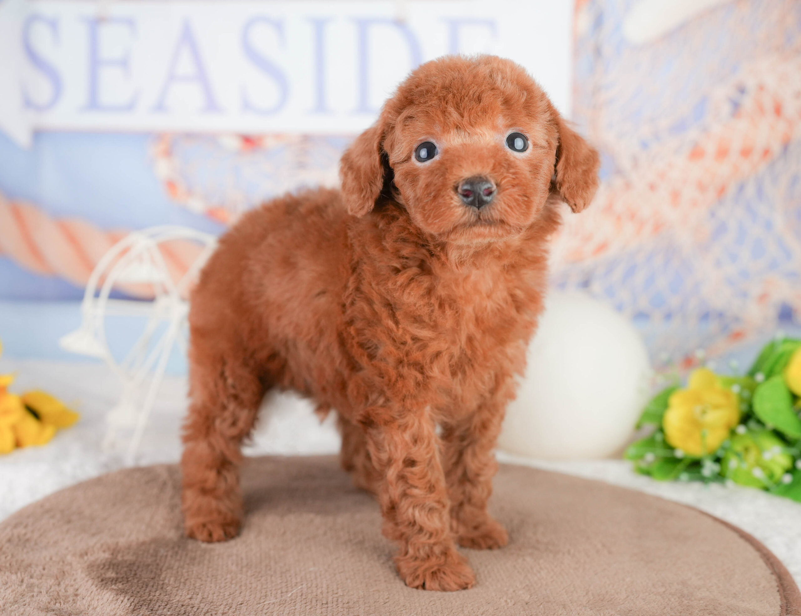 トイ・プードル | 男の子 | レッド | 2026年1月17日