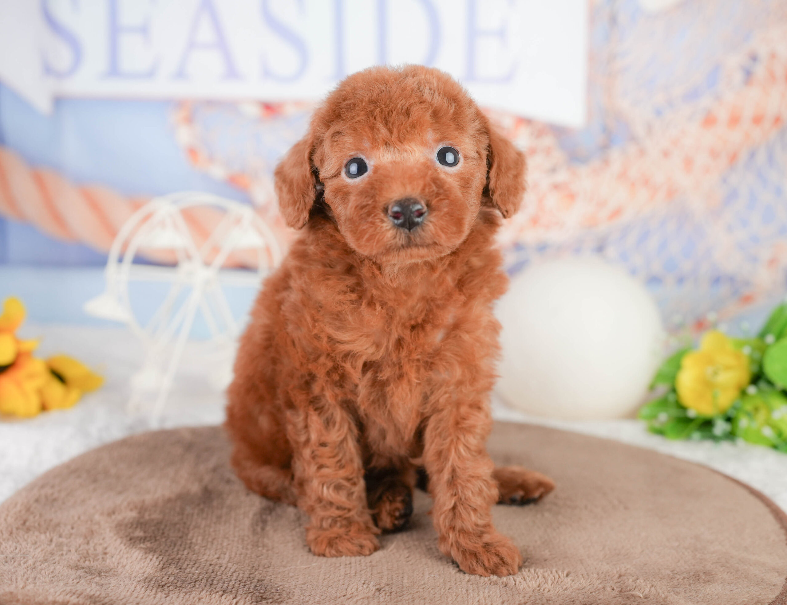 トイ・プードル | 男の子 | レッド | 2026年1月17日