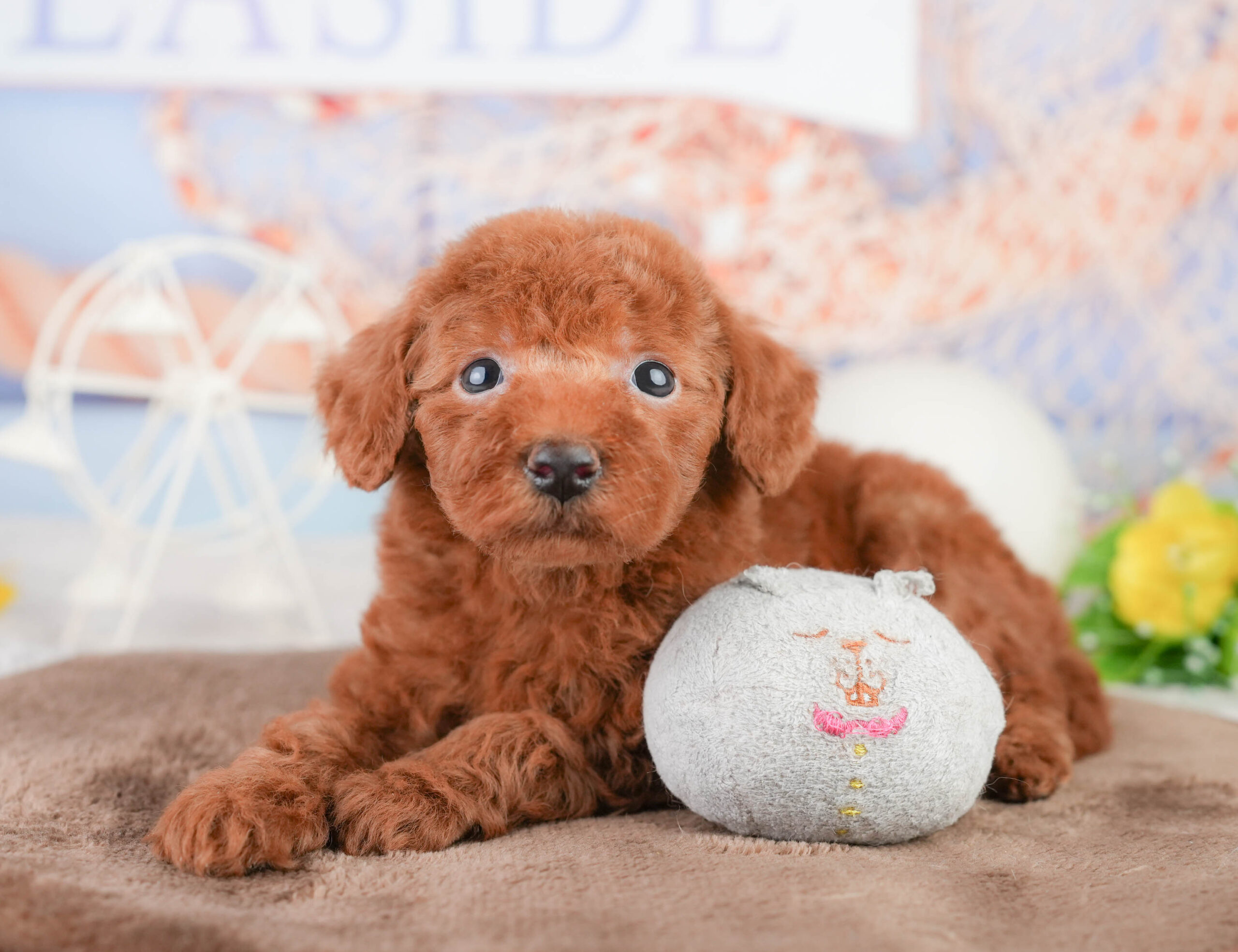 トイ・プードル | 男の子 | レッド | 2026年1月17日
