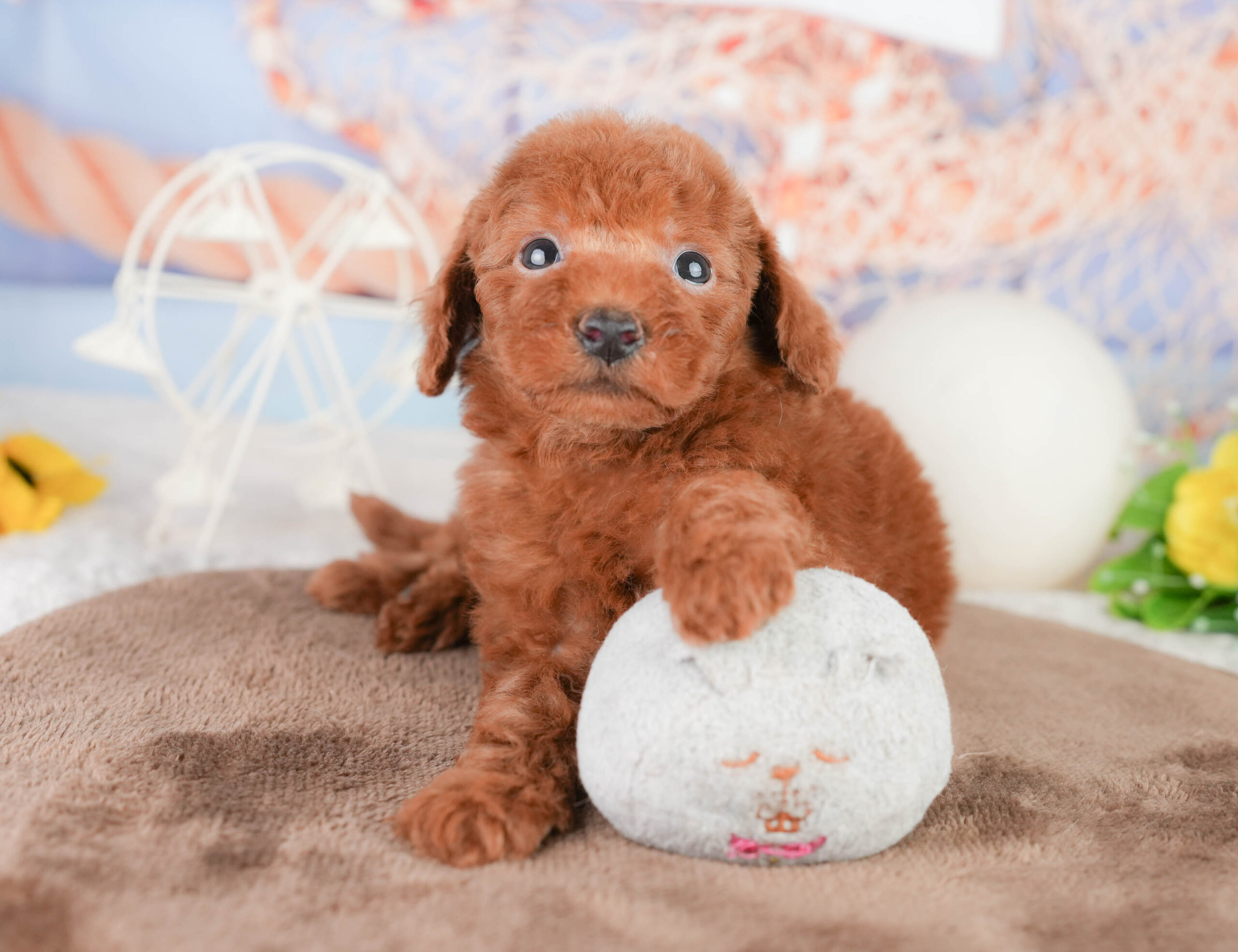 トイ・プードル | 男の子 | レッド | 2026年1月17日