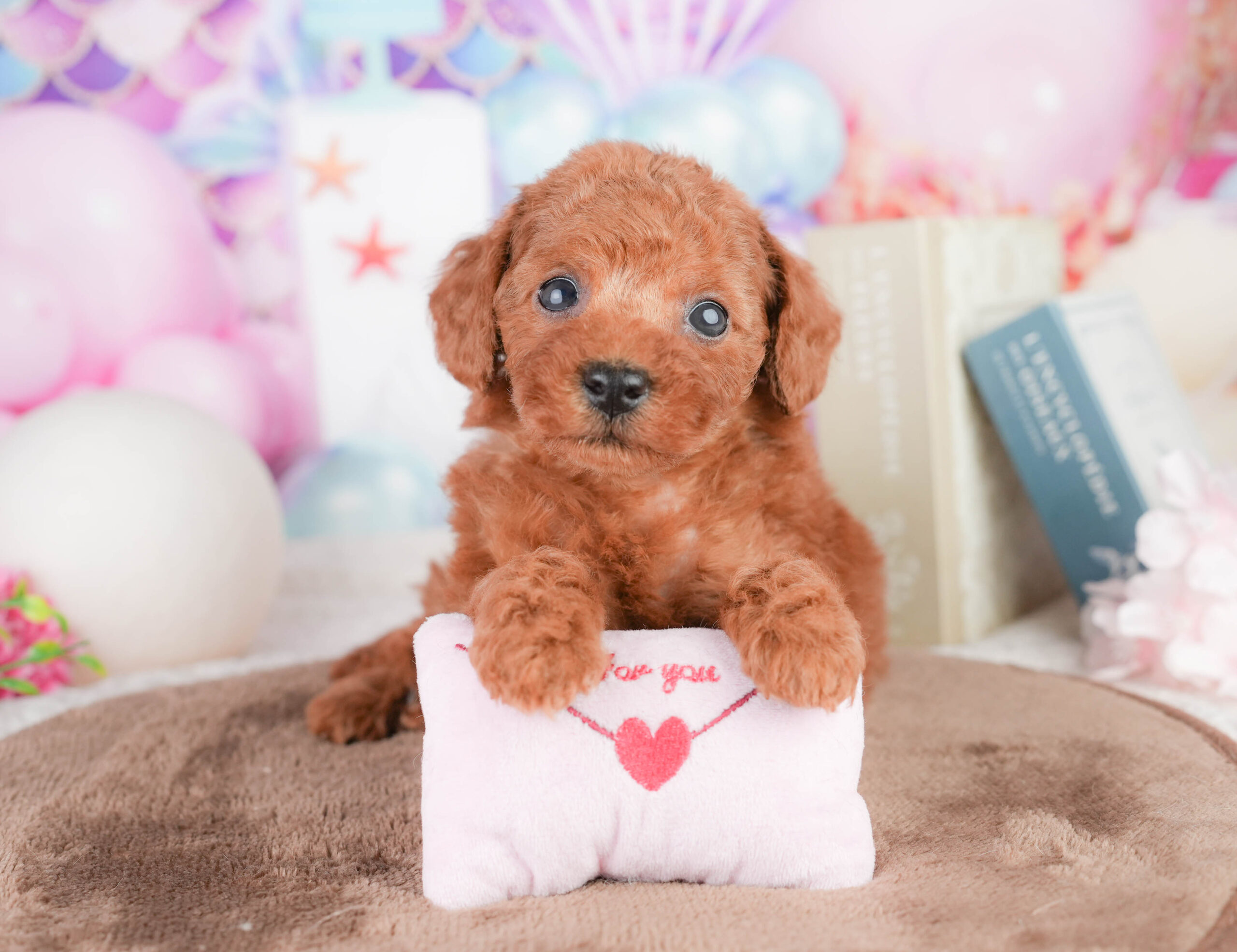 トイ・プードル | 女の子 | レッド | 2026年1月17日